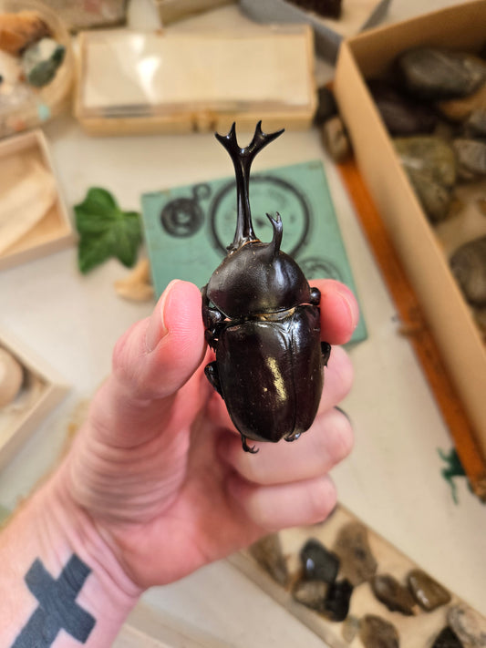 REAL Japanese Rhinoceros Giant Beetle, Allomyrina dichotoma