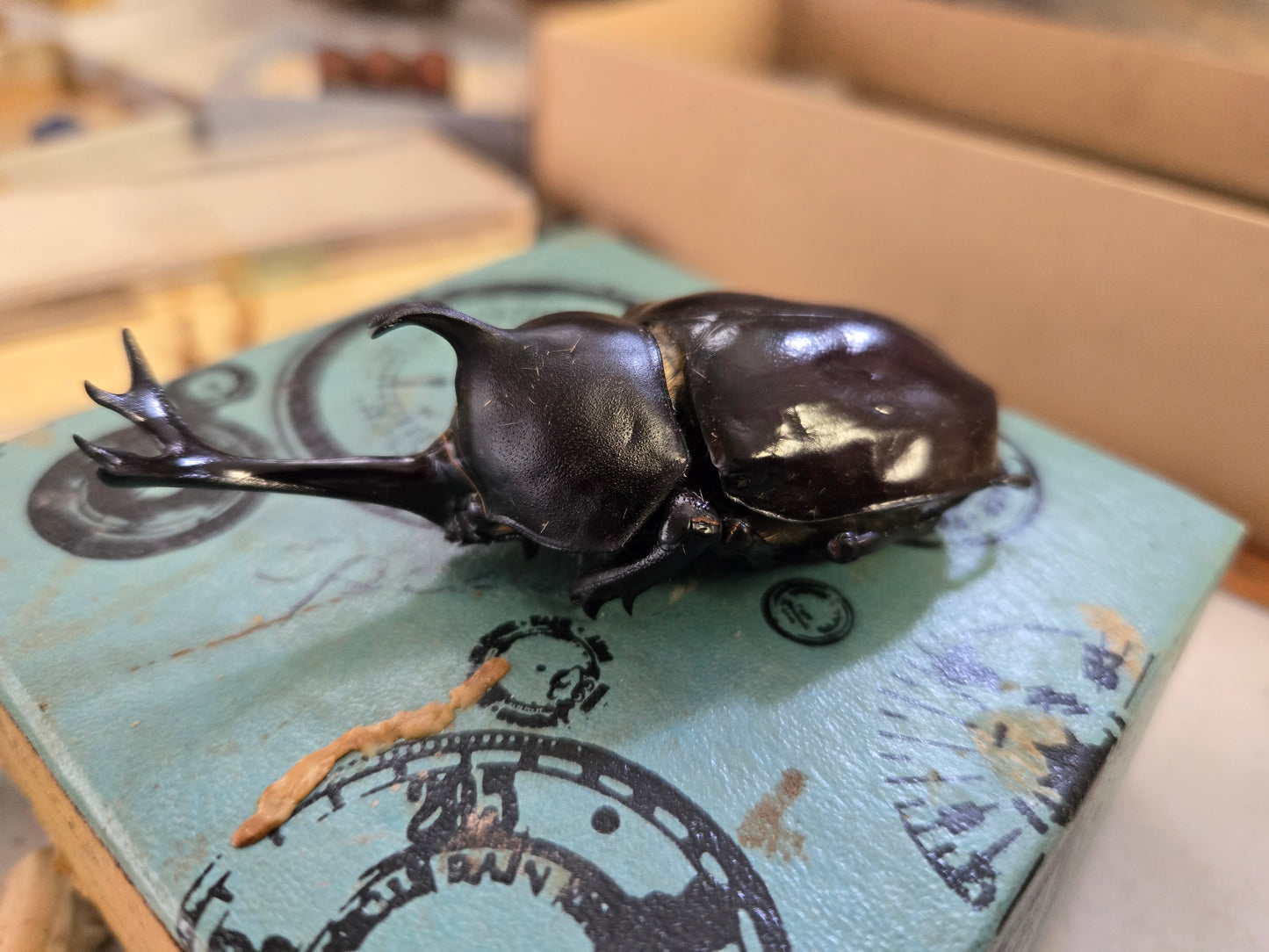 REAL Japanese Rhinoceros Giant Beetle, Allomyrina dichotoma
