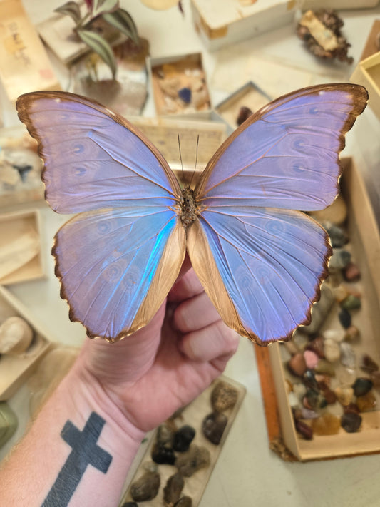 REAL Blue Morpho Butterfly, Morpho godarti, UNSPREAD