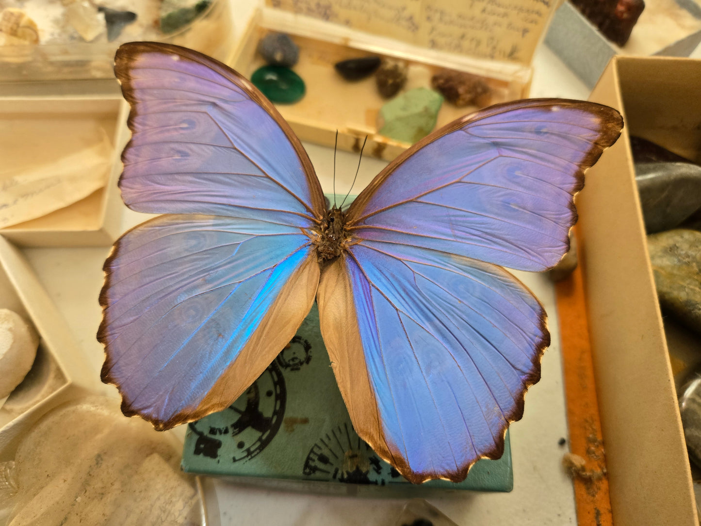 REAL Blue Morpho Butterfly, Morpho godarti, UNSPREAD