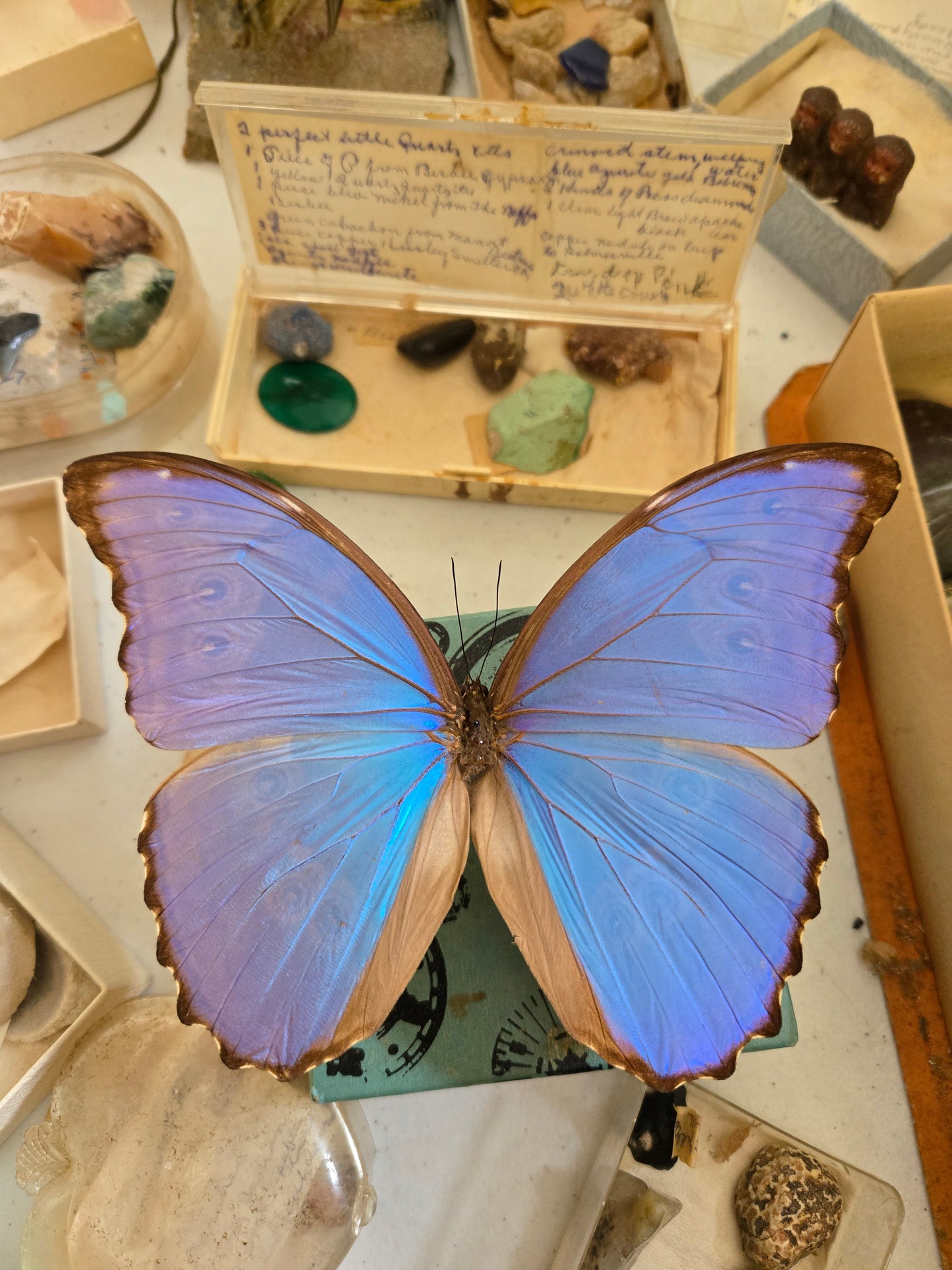 REAL Blue Morpho Butterfly, Morpho godarti, UNSPREAD
