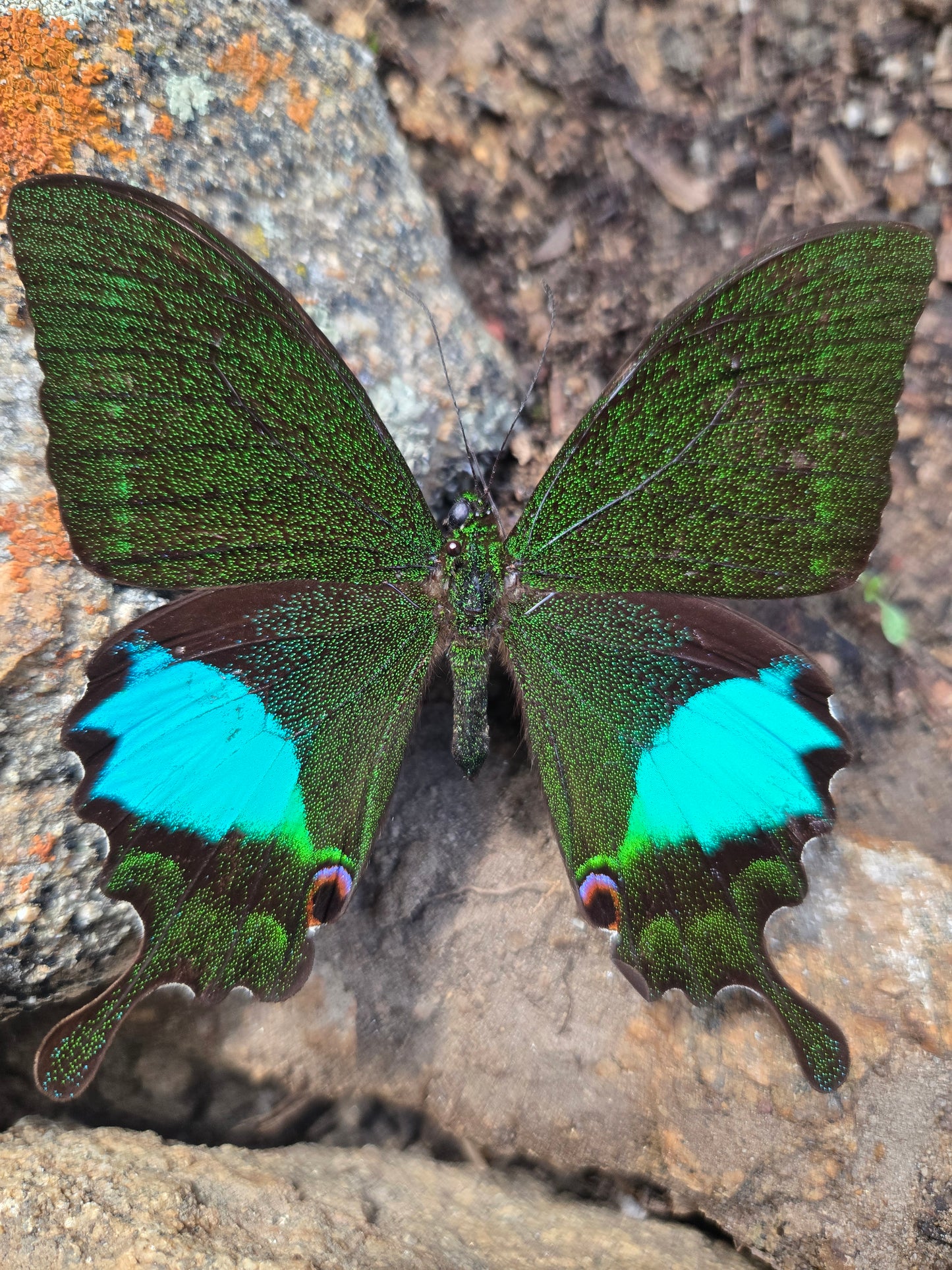 Papilio karna, Jungle Jade Swallowtail A1/A1-