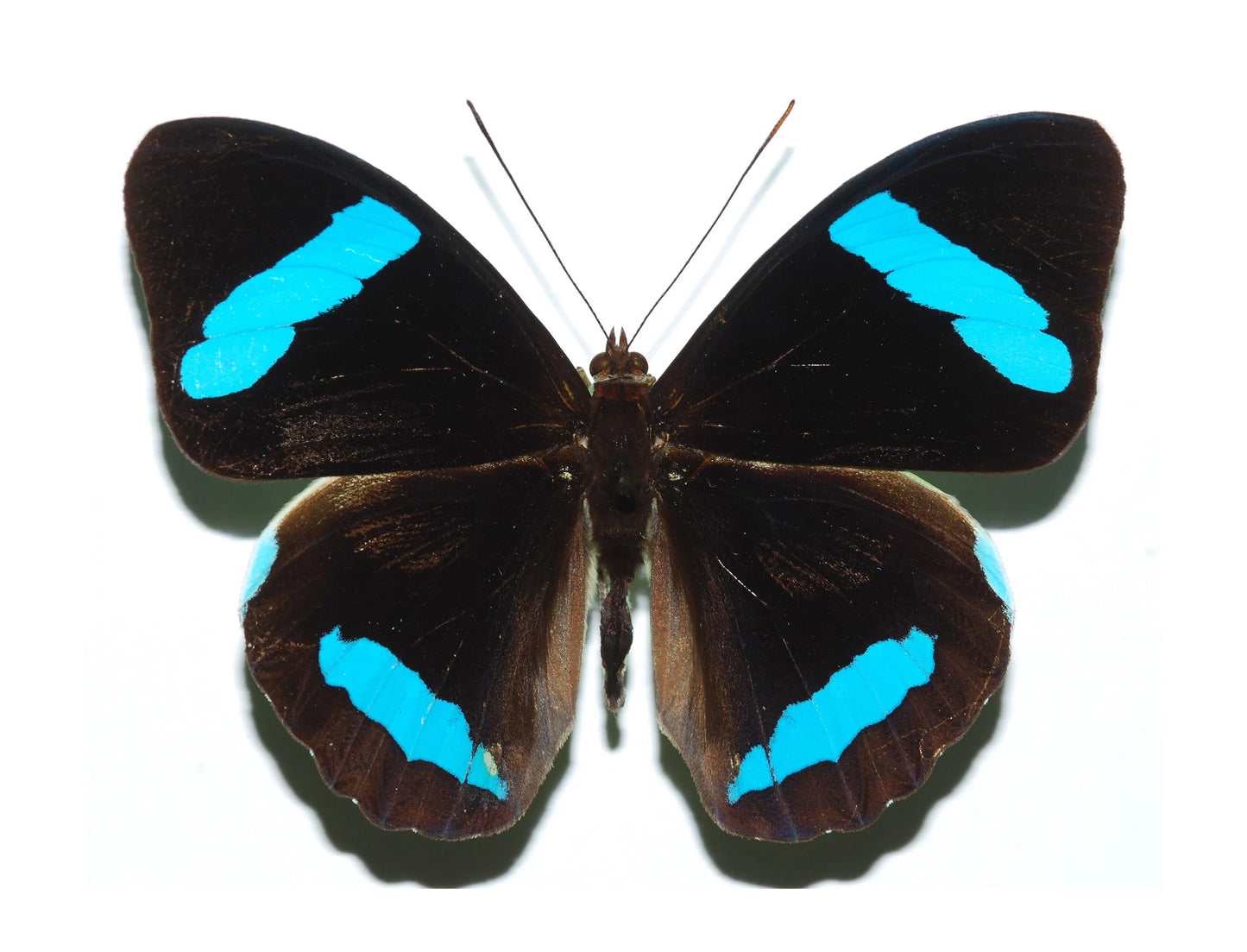 Nessaea hewitsoni REAL Green Butterfly unspread Olivewing