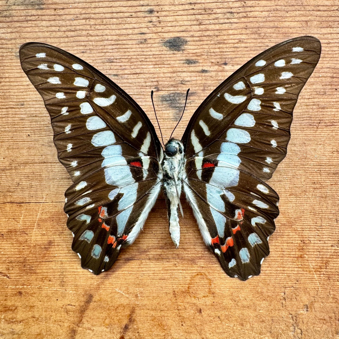 Lot of 5 Great Jay Butterfly 'Graphium eurypylus' unspread