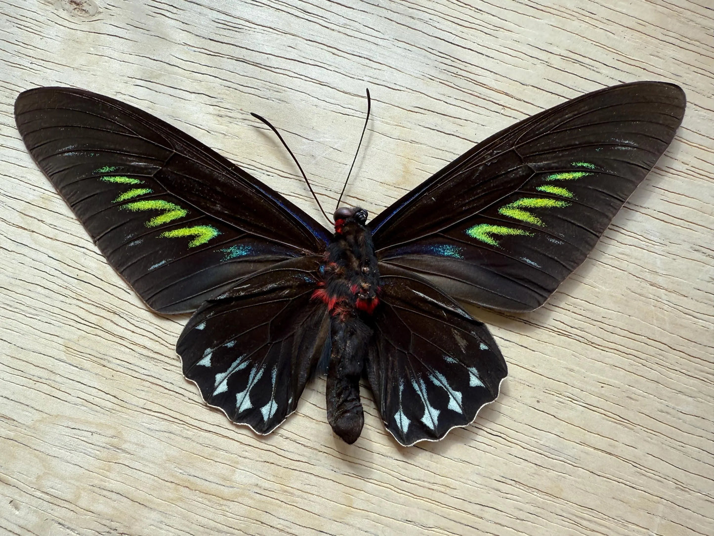 Rajah Brooke’s Birdwing SPREAD Butterfly Trogonoptra brookiana albescens (not framed) A2