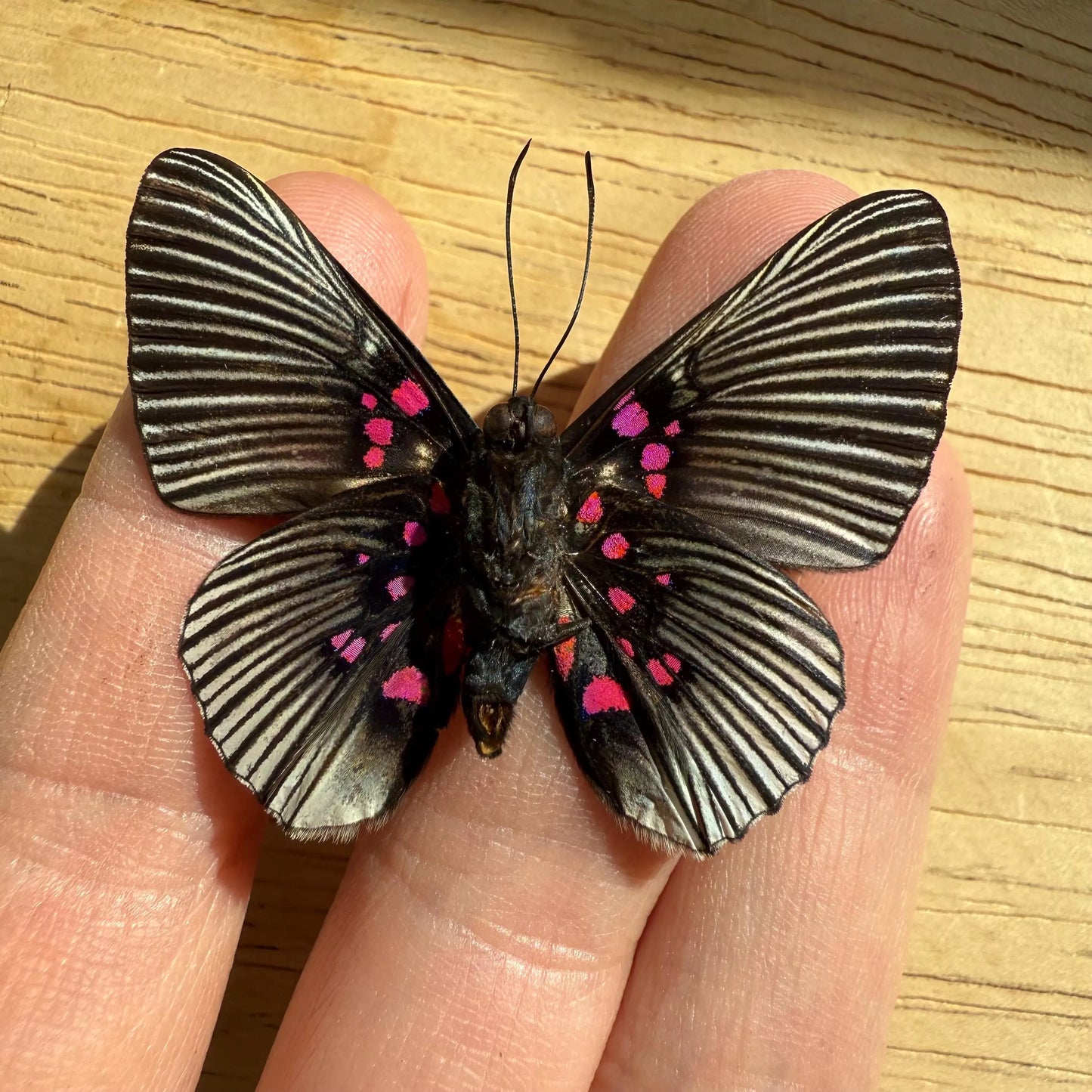 SPREAD Pink Dotted Metalmark Butterfly 'Lyropteryx apollonia' A-/A1-