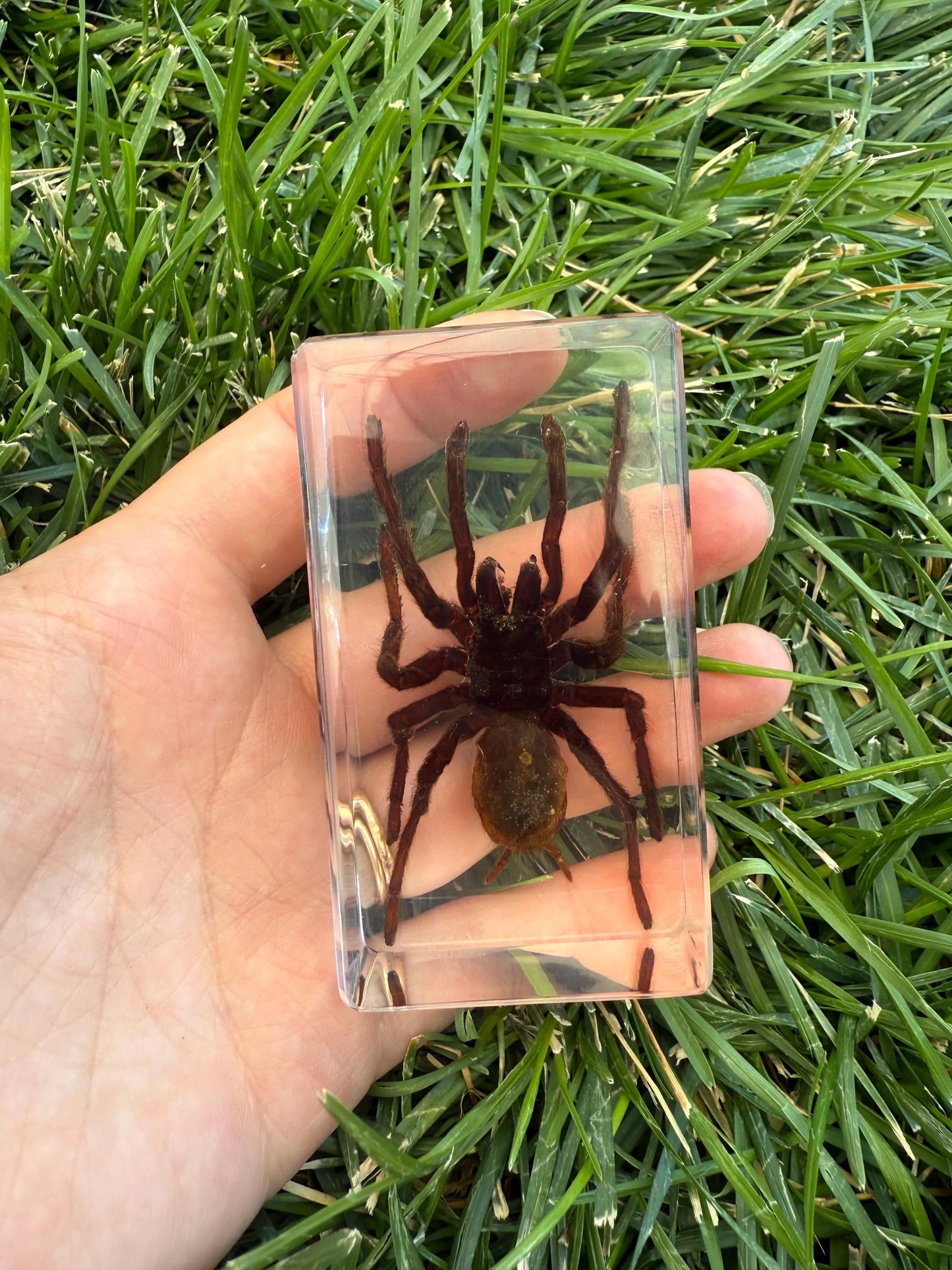 Real Preserved Tarantula in Clear Resin Display Block