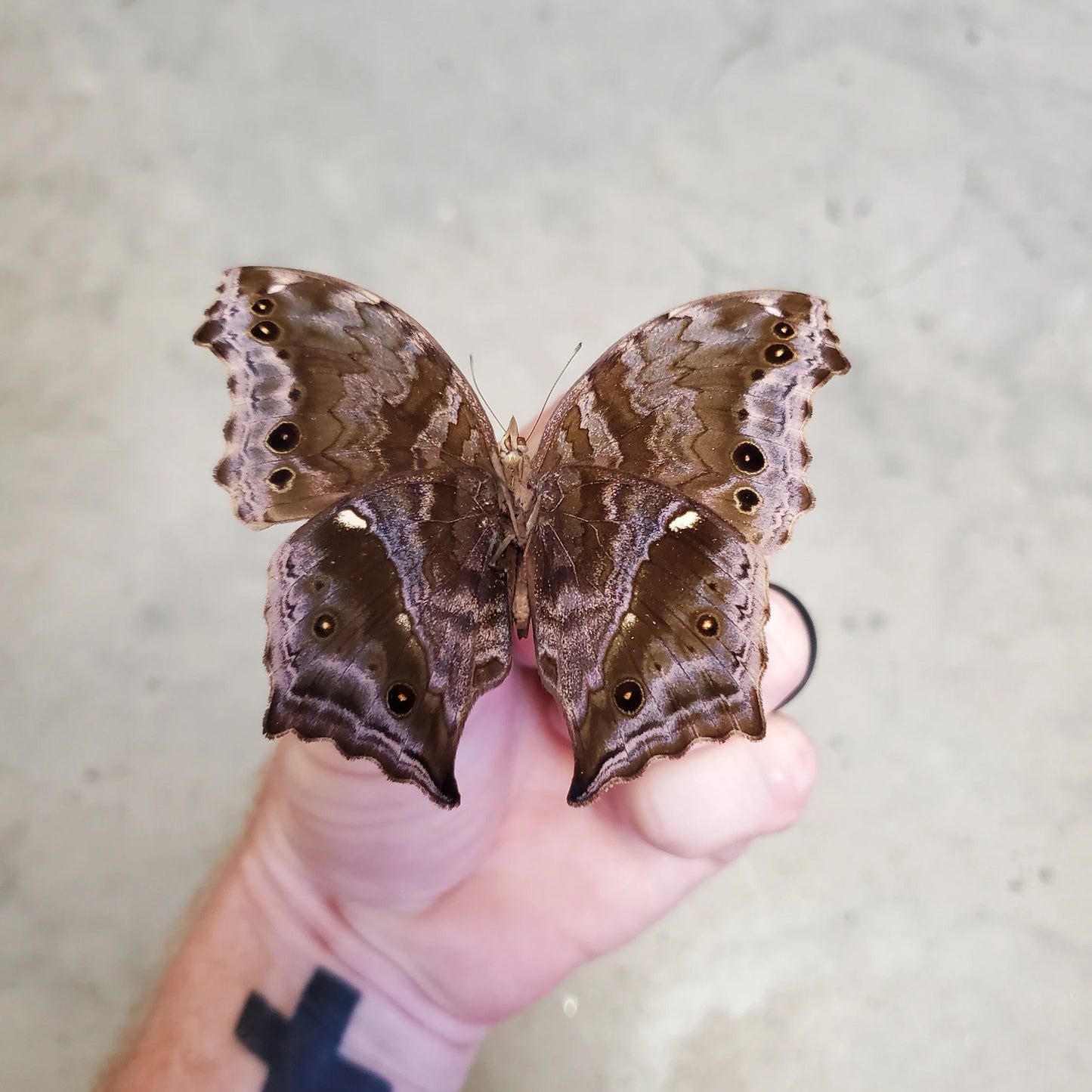 Blue Mother of Pearl Butterfly 'Salamis temora' SPREAD