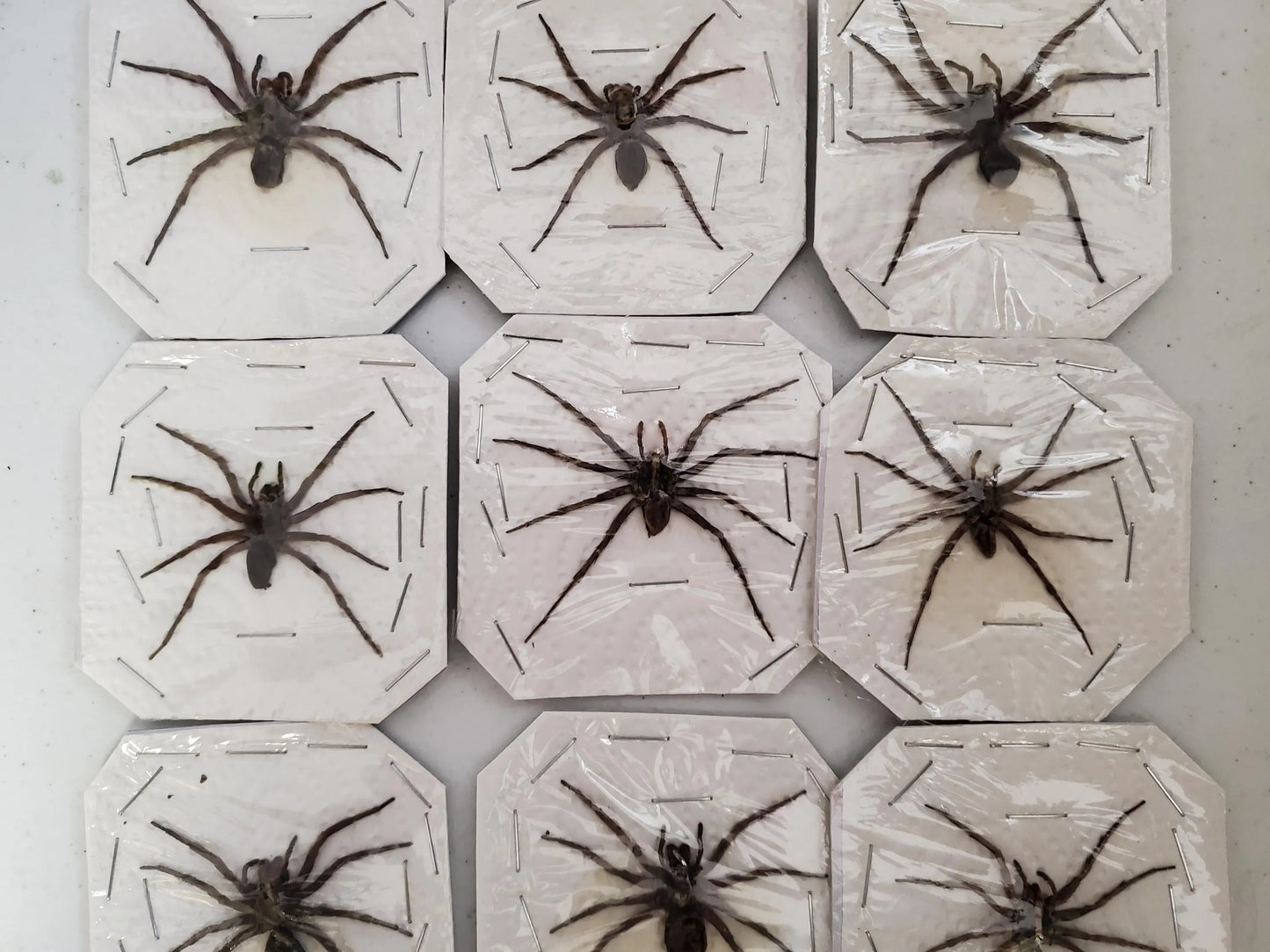 REAL Wolf Spiders Legs Spread Open, Dried, Dead, Preserved Insect Specimen