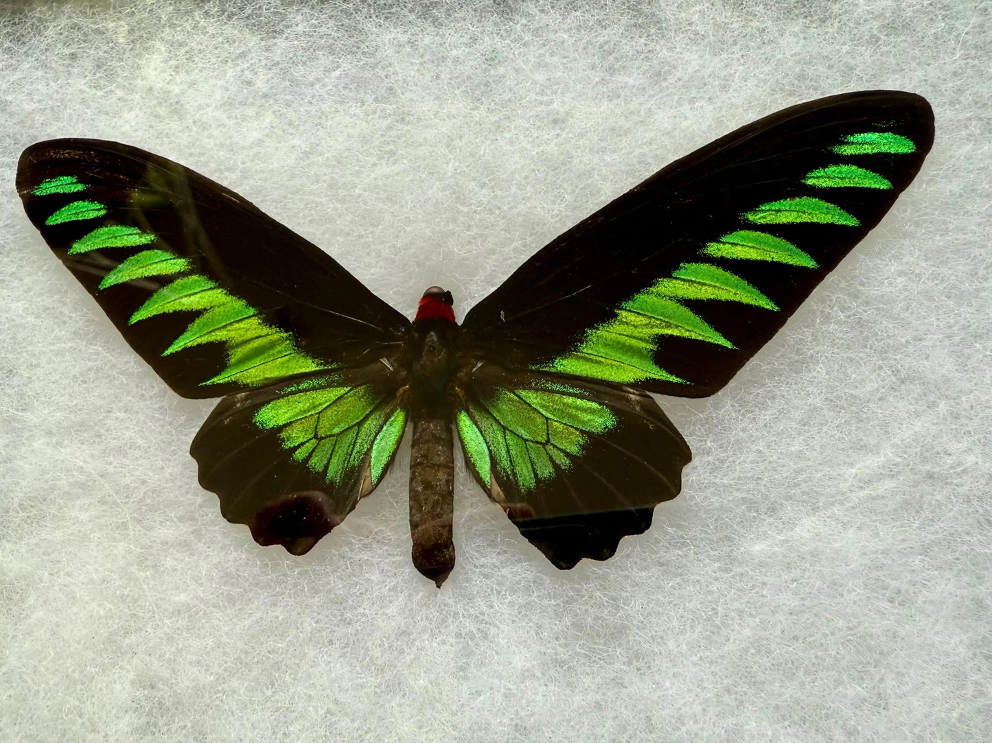 Rajah Brooke’s Birdwing SPREAD and Framed Butterfly Trogonoptra brookiana albescens