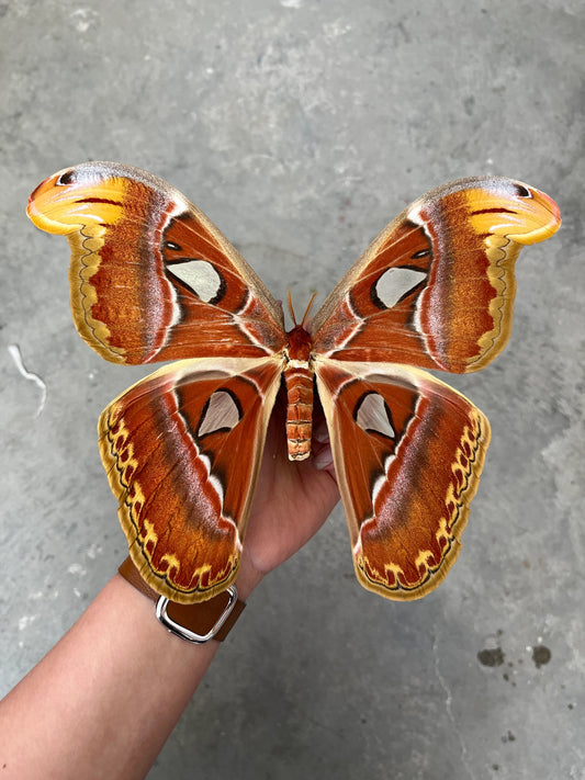 Attacus atlas HUGE Atlas Moth A1/A1- MALE - FEMALE