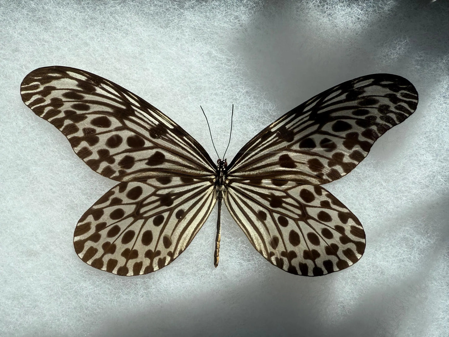 FRAMED Giant Tree Nymph Butterfly 'Idea hypermnestra'