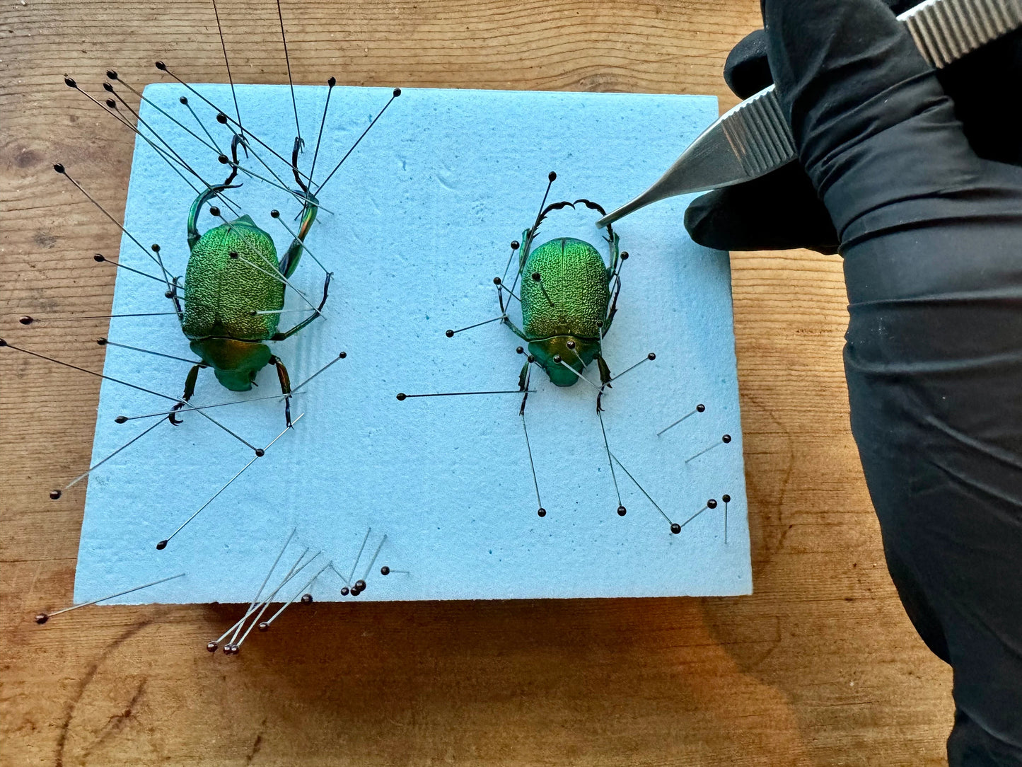 Shining Green Scarab leaf Chafer Beetle PAIR 'Chrysophora chrysochlora'