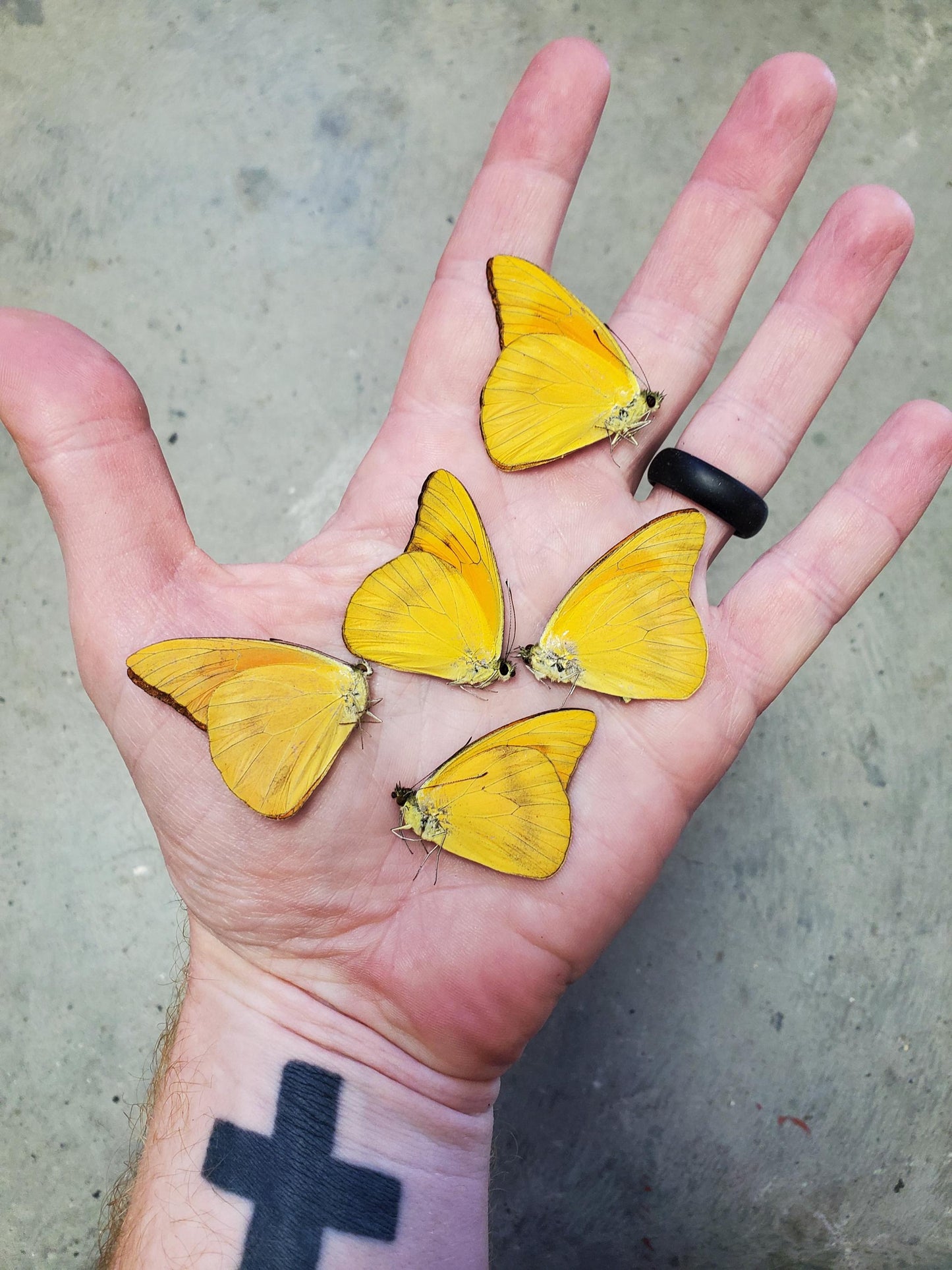 Bulk Buy! 5 REAL Orange Butterflies 'Appias Nero' Wholesale Mixed Condition