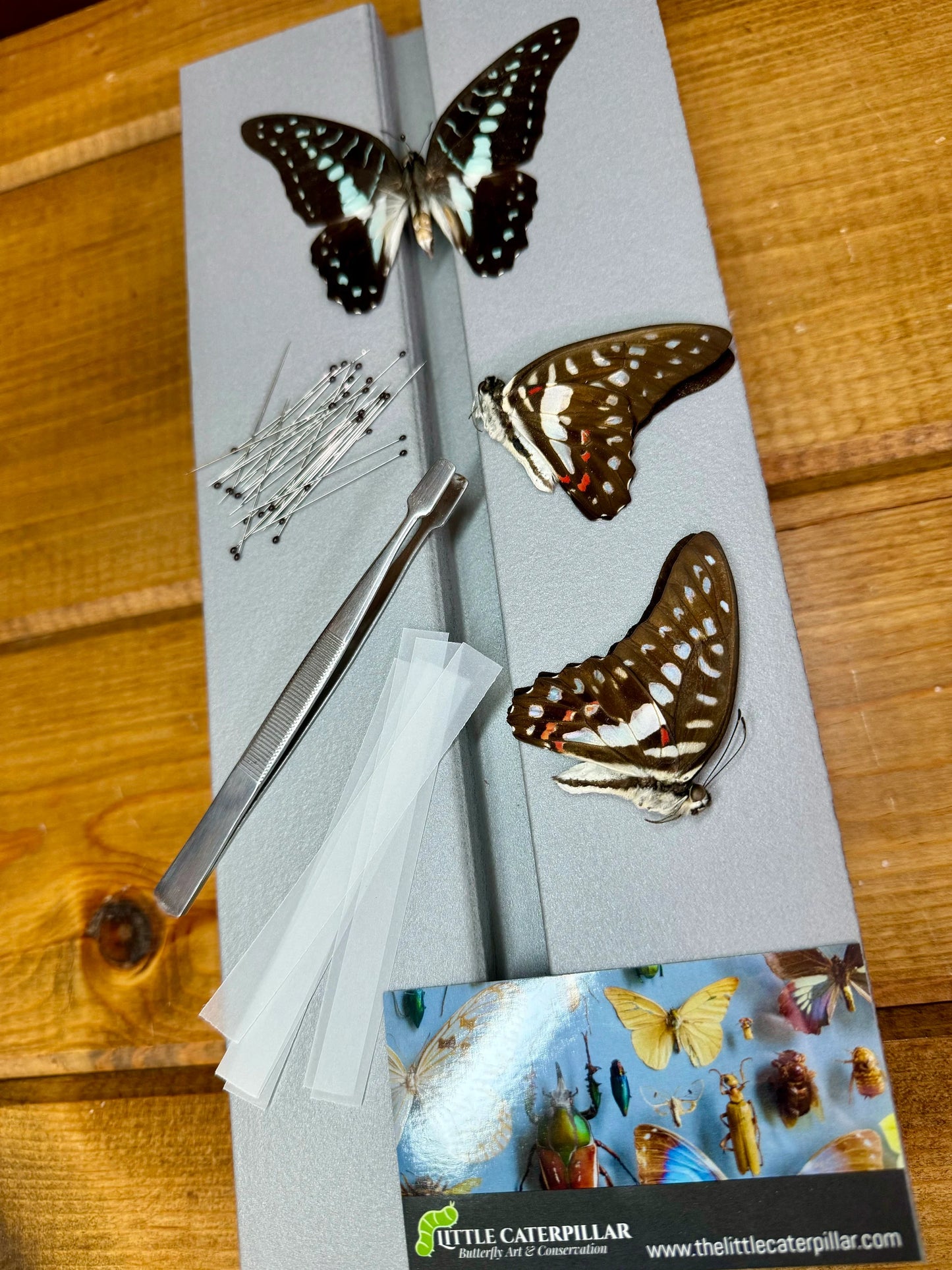 Complete Butterfly Mounting Kit with Spreading Board, PRESERVED BUTTERFLIES, entomology tweezers and more! Pinning Kit