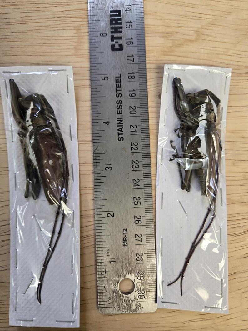 Real BIG Longhorn Beetle, 'Batocera rubus'