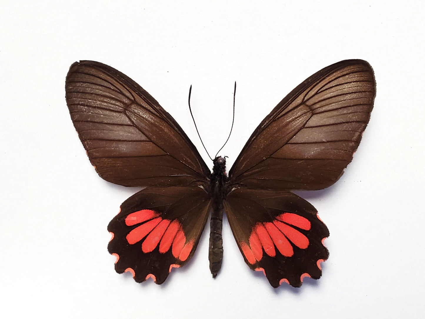 REAL 'Parides neophilus' Spear-winged Cattleheart Butterfly unspread