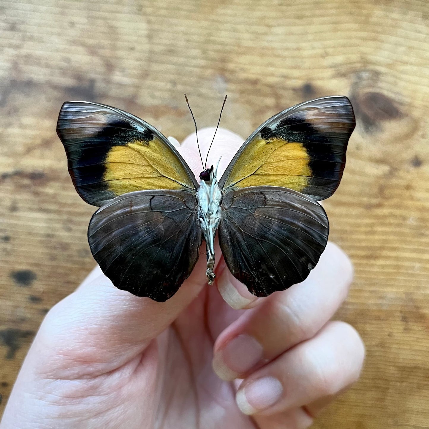 BlueFrosted Banner Butterfly ‘Catonephele numilia’