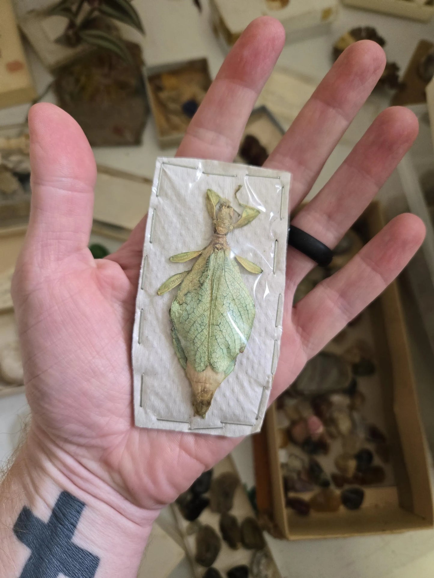 RARE! Leaf insect 'Compaphyllium caudatum', Dried, Dead, preserved Insect Specimen, Vintage Collection Find!