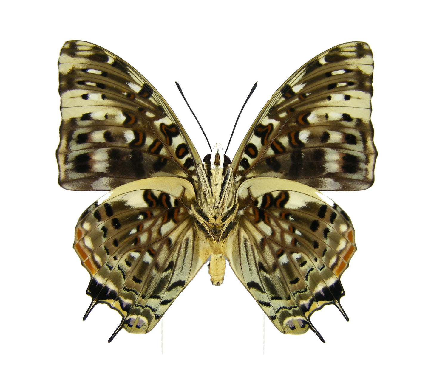 REAL Savannah Charaxes African Butterfly 'Charaxes etesipe'