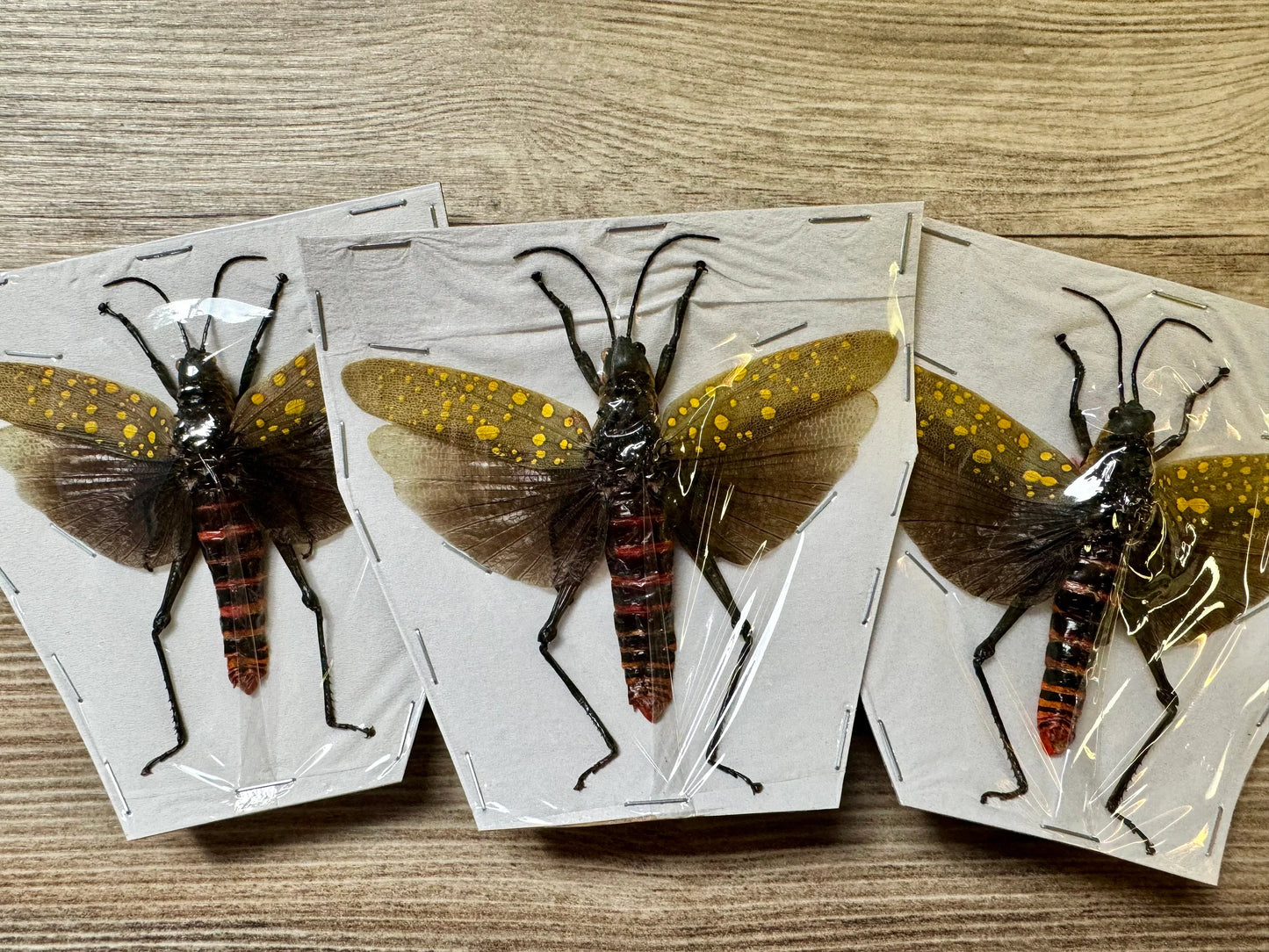 Spotted grasshopper 'Aularches punctatus' SPREAD!