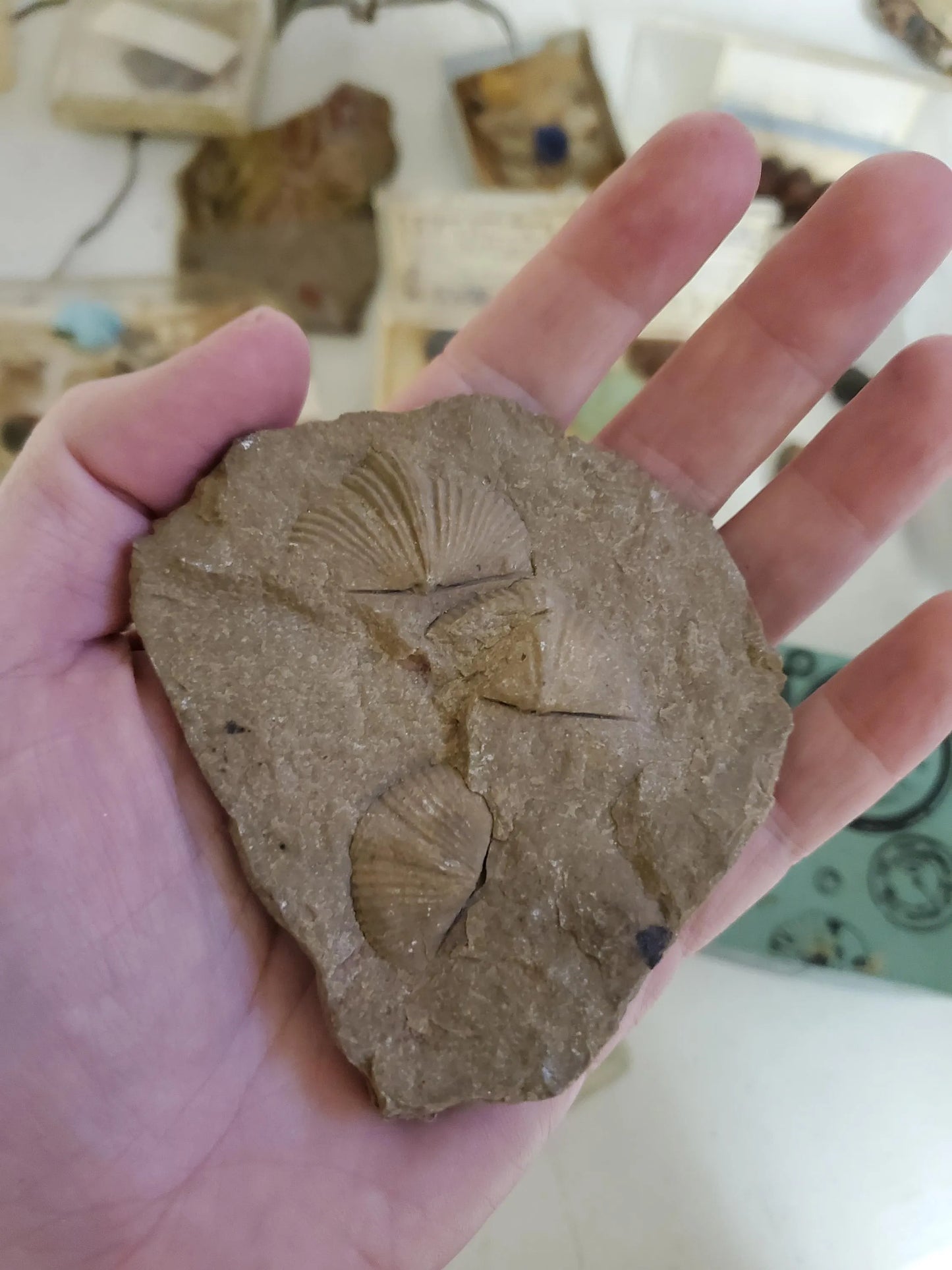 Genuine Brichiopod Fossil Specimen Real Authentic Mineral and Stone Specimens Perfect for Framing