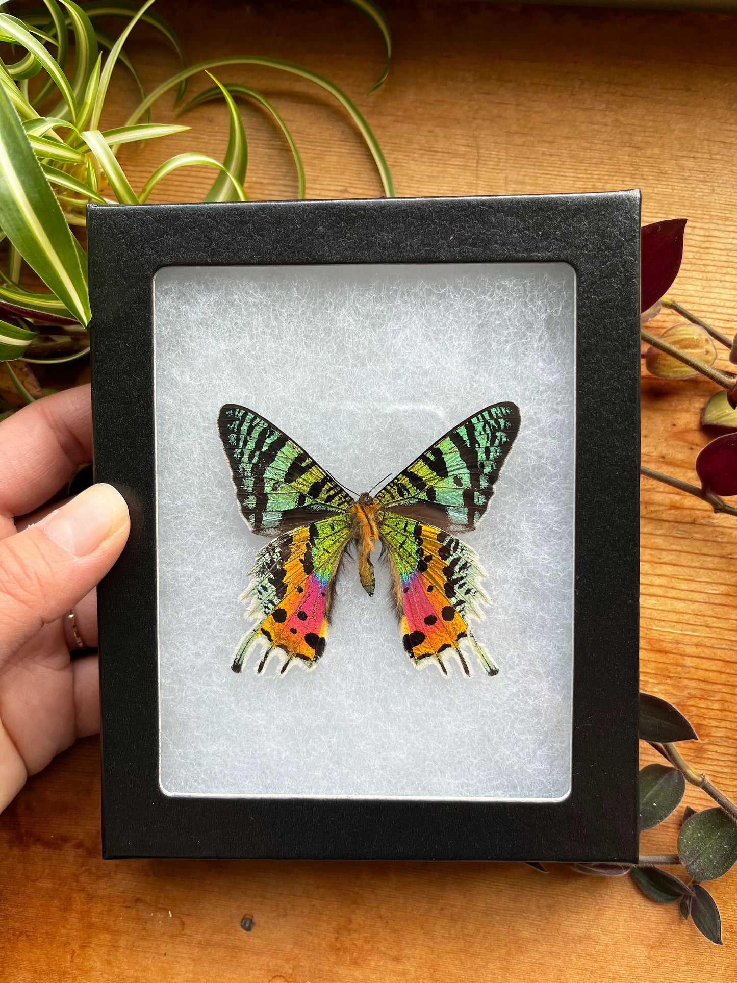 Madagascar Sunset Moth VERSO, Urania ripheus SPREAD and FRAMED