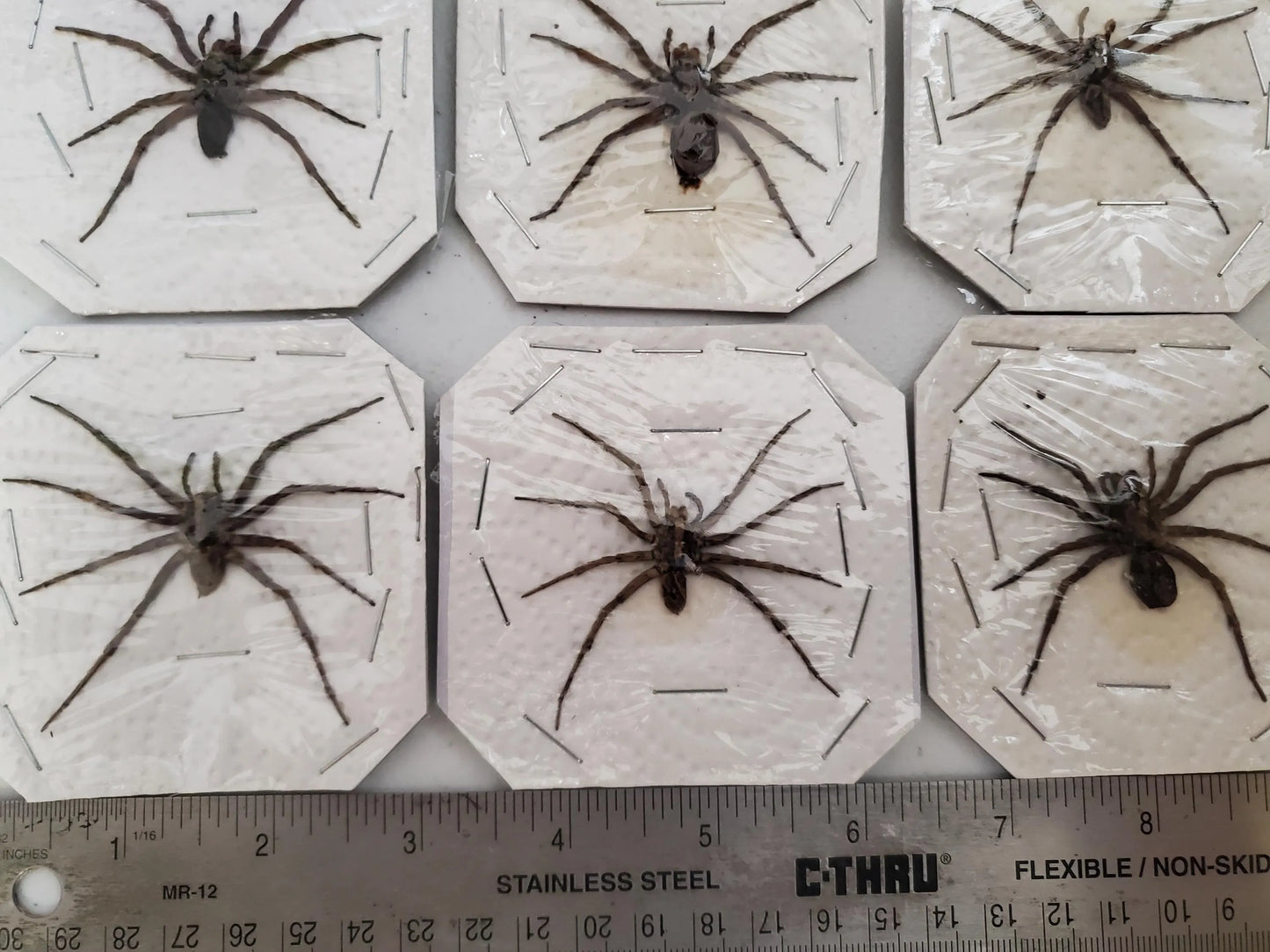 REAL Wolf Spiders Legs Spread Open, Dried, Dead, Preserved Insect Specimen