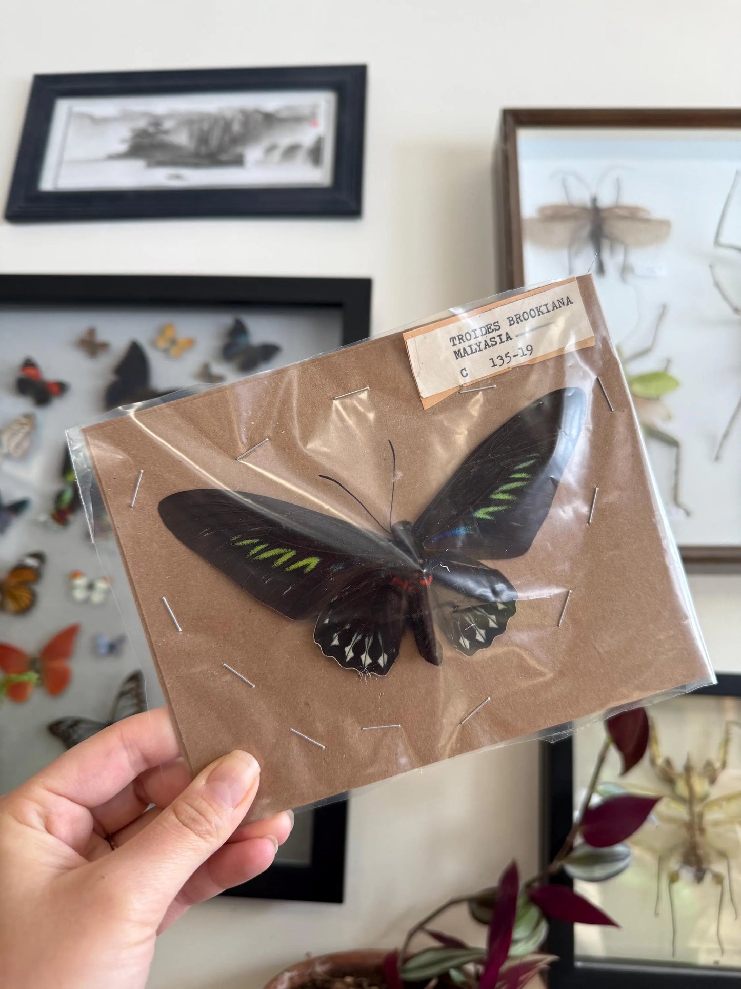 Rajah Brooke’s Birdwing SPREAD Butterfly Trogonoptra brookiana albescens (not framed) A2