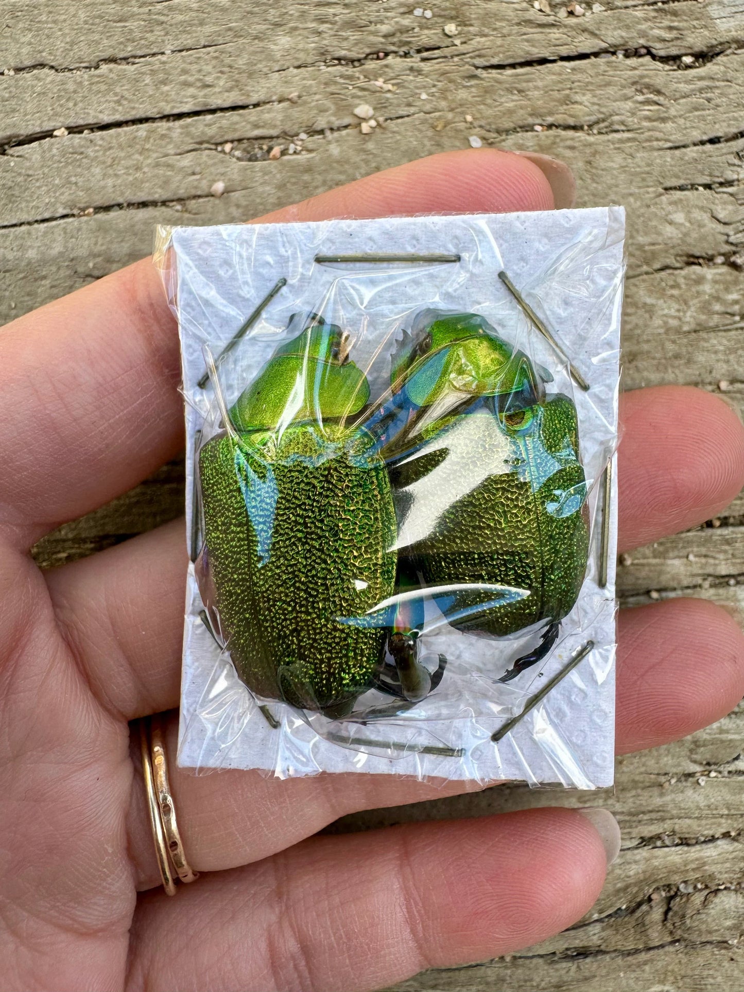 Shining Green Scarab leaf Chafer Beetle PAIR 'Chrysophora chrysochlora'