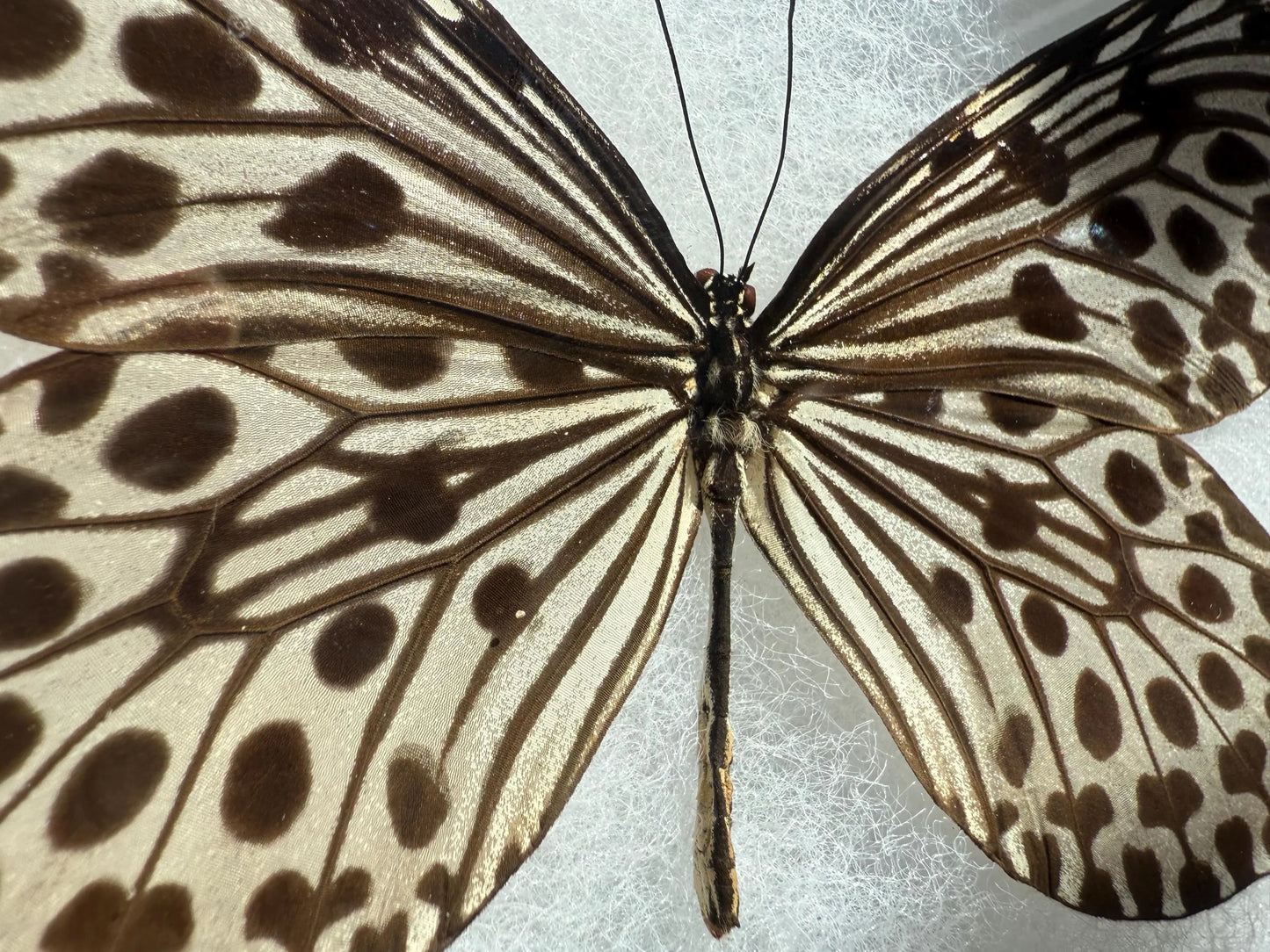 FRAMED Giant Tree Nymph Butterfly 'Idea hypermnestra'