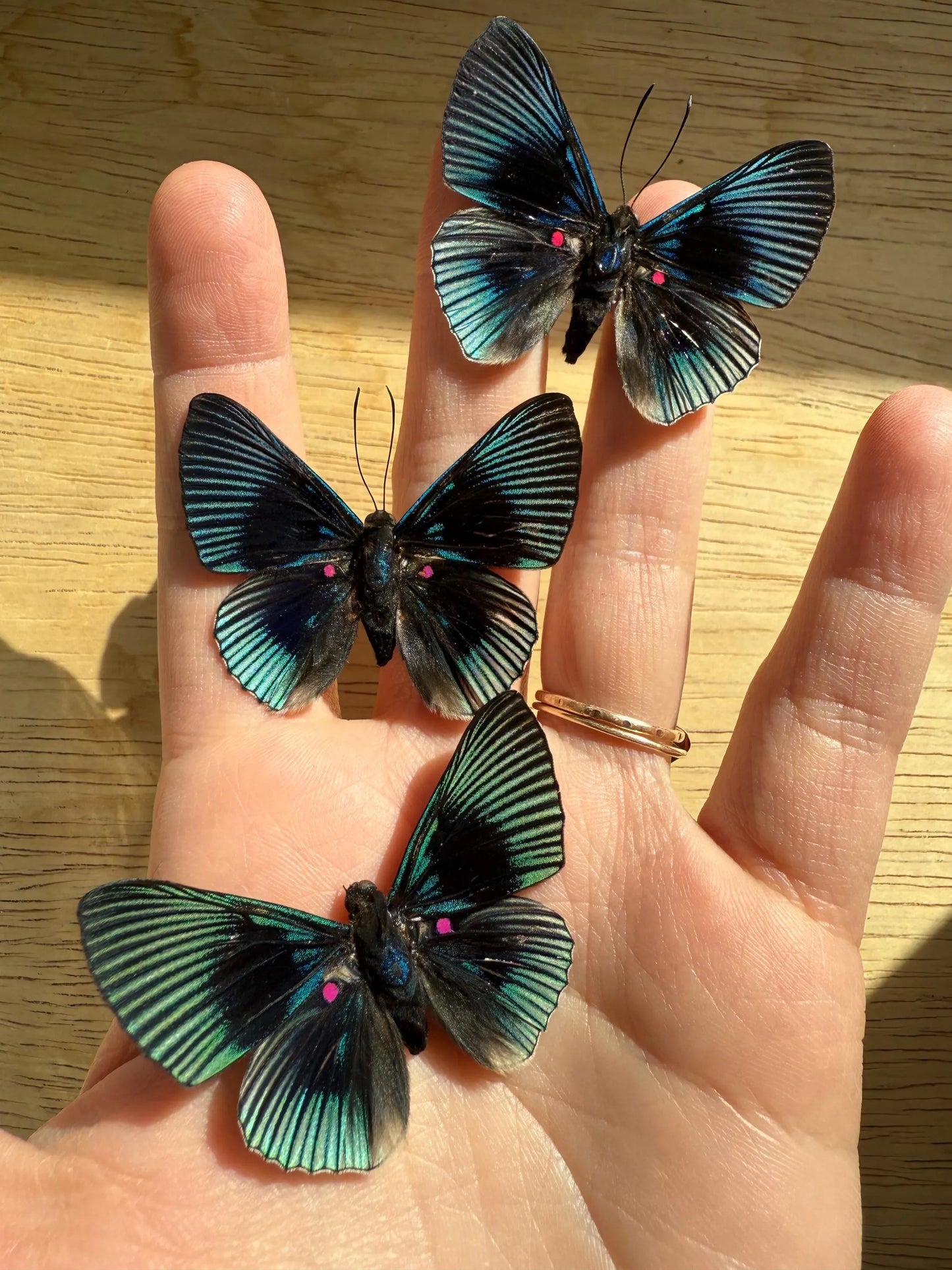 SPREAD Pink Dotted Metalmark Butterfly 'Lyropteryx apollonia' A-/A1-