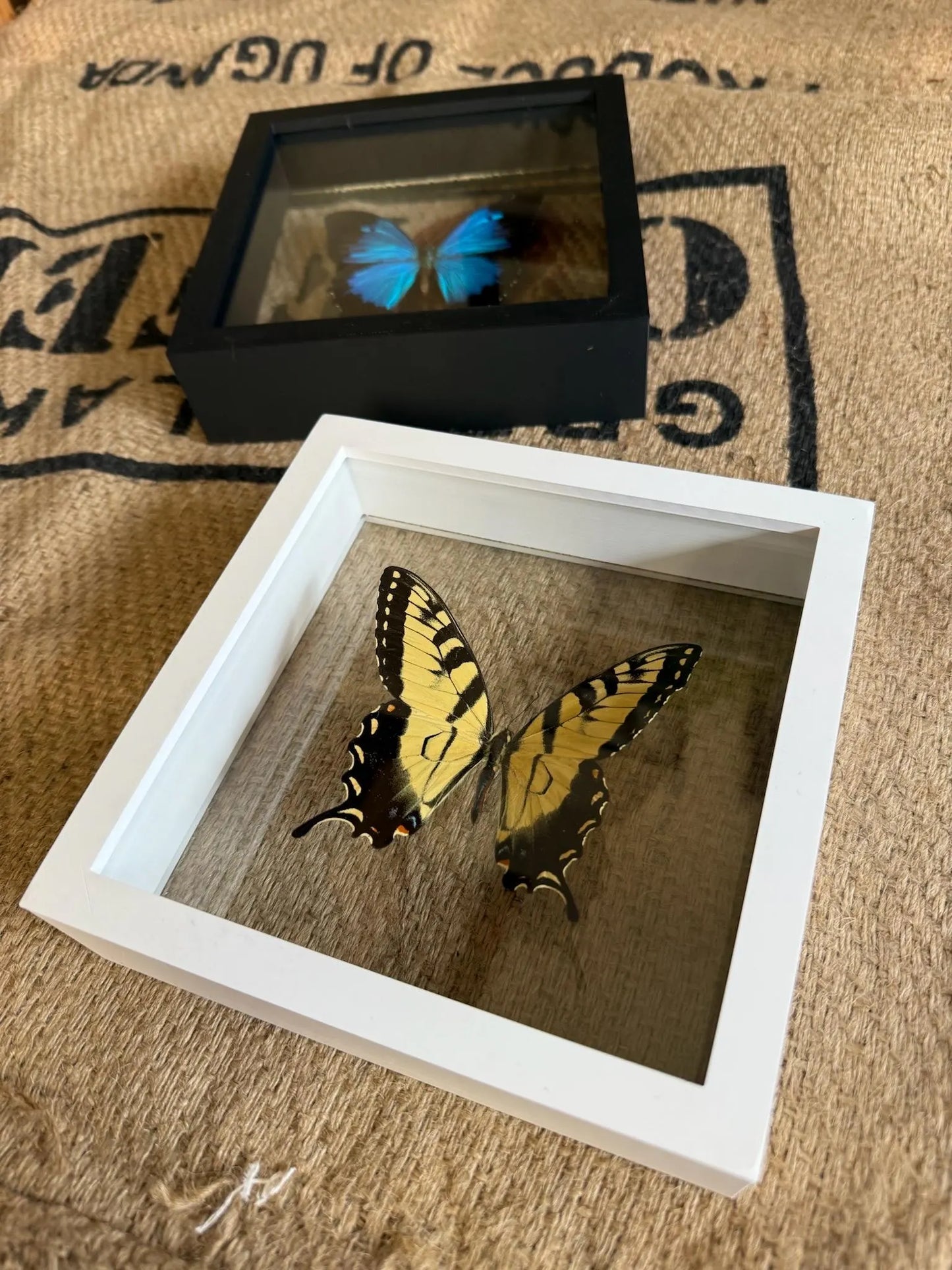 DOUBLE GLASS Shadow box Frames, FRAME ONLY Insect and Butterfly Display Floating Frame