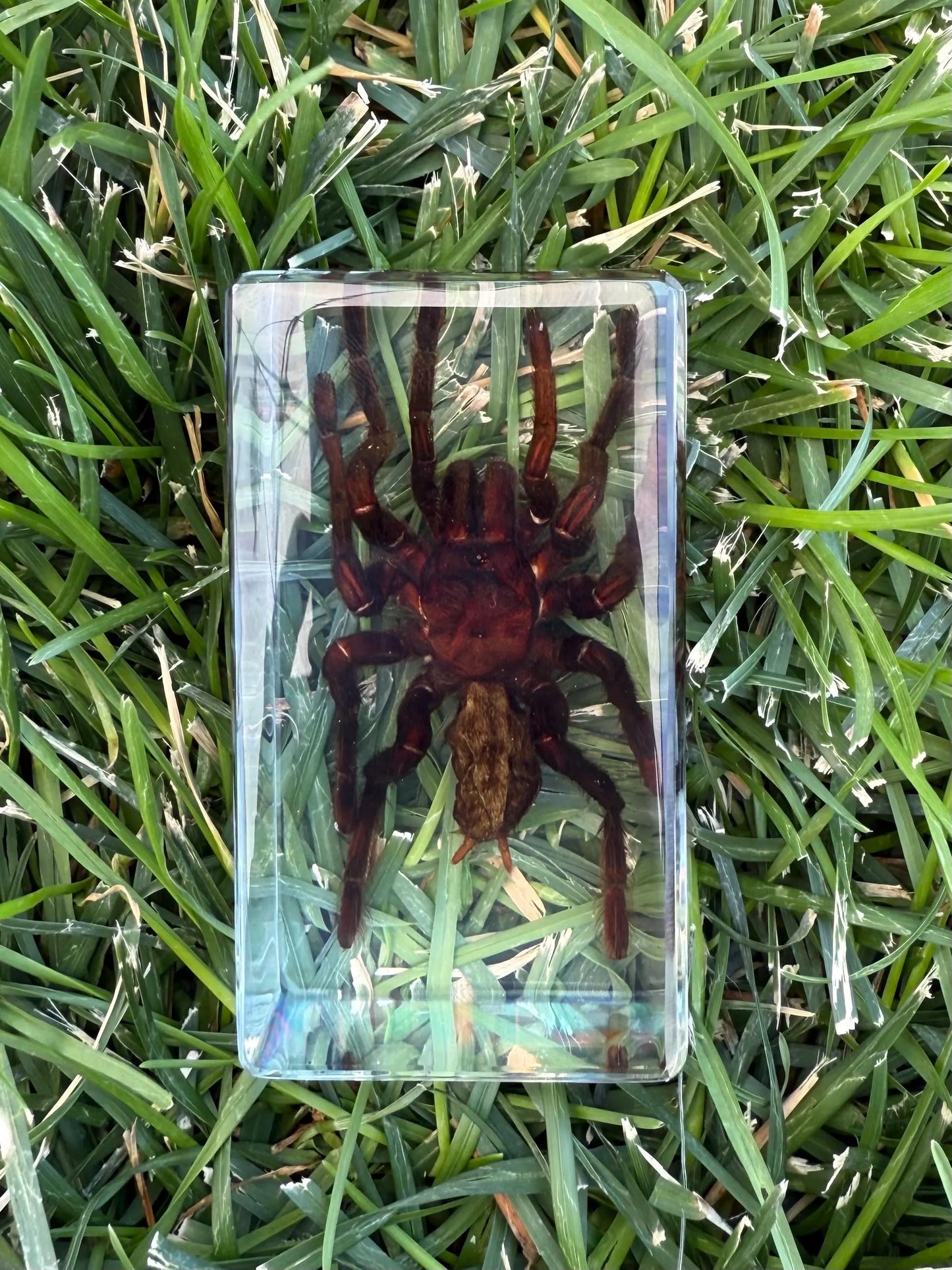 Real Preserved Tarantula in Clear Resin Display Block