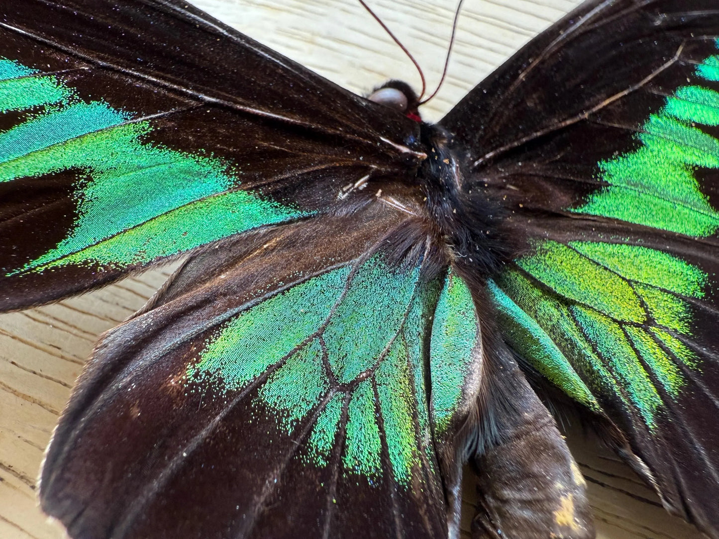 Rajah Brooke’s Birdwing SPREAD Butterfly Trogonoptra brookiana albescens (not framed) A2