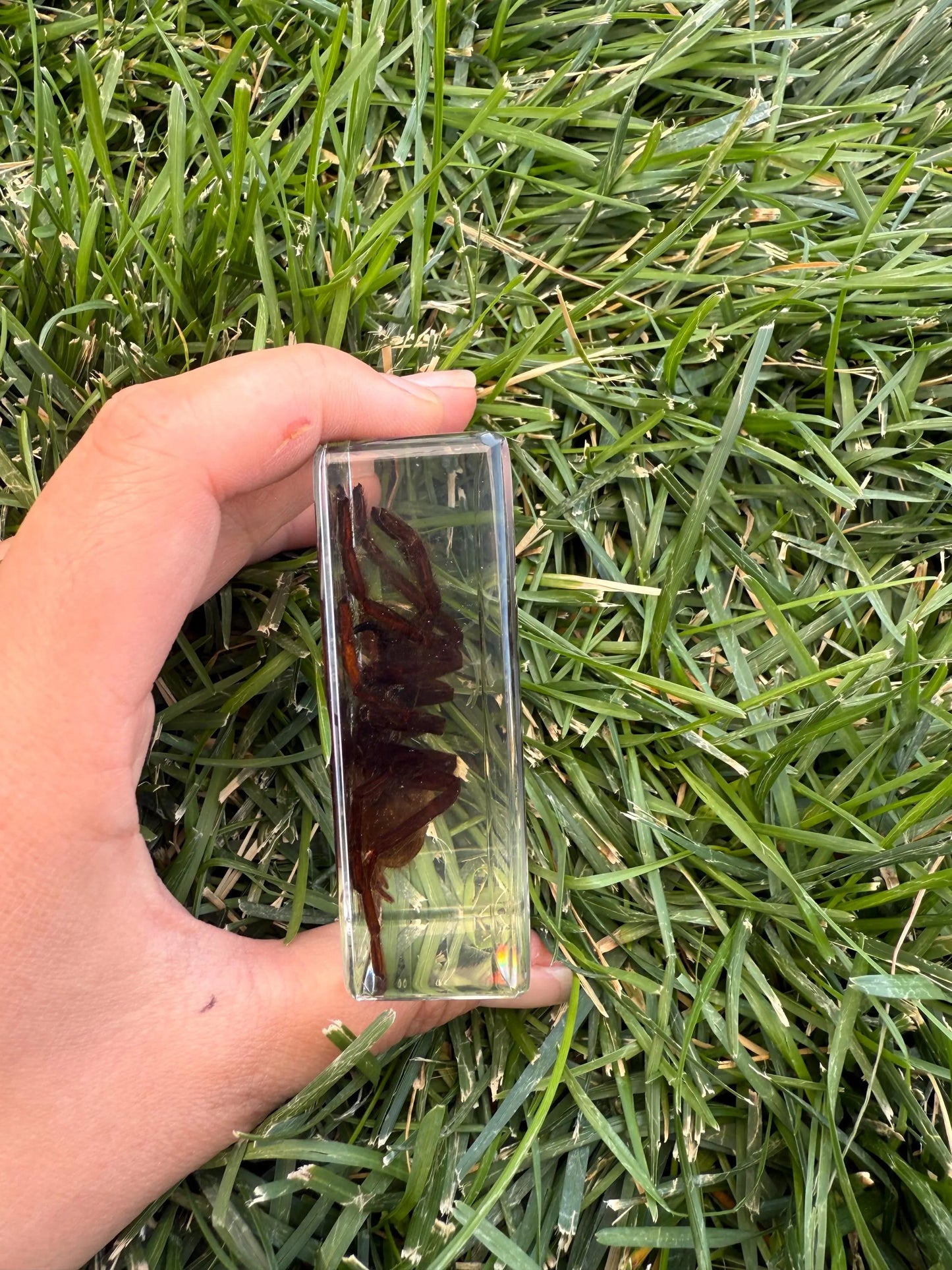 Real Preserved Tarantula in Clear Resin Display Block