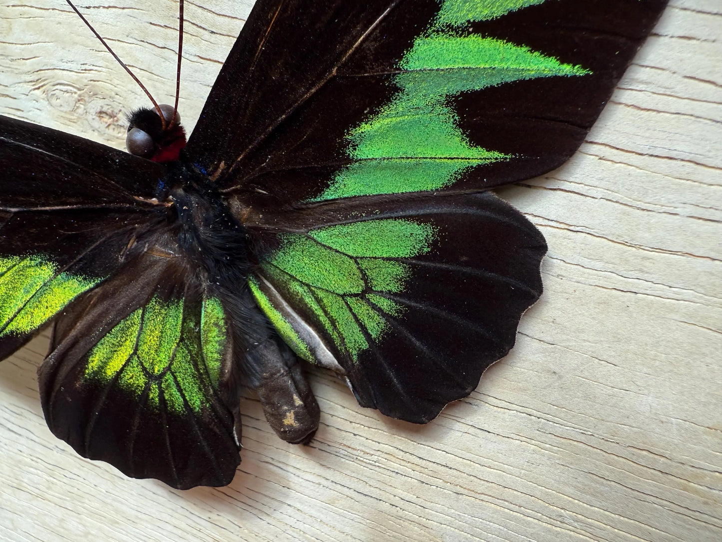 Rajah Brooke’s Birdwing SPREAD Butterfly Trogonoptra brookiana albescens (not framed) A2