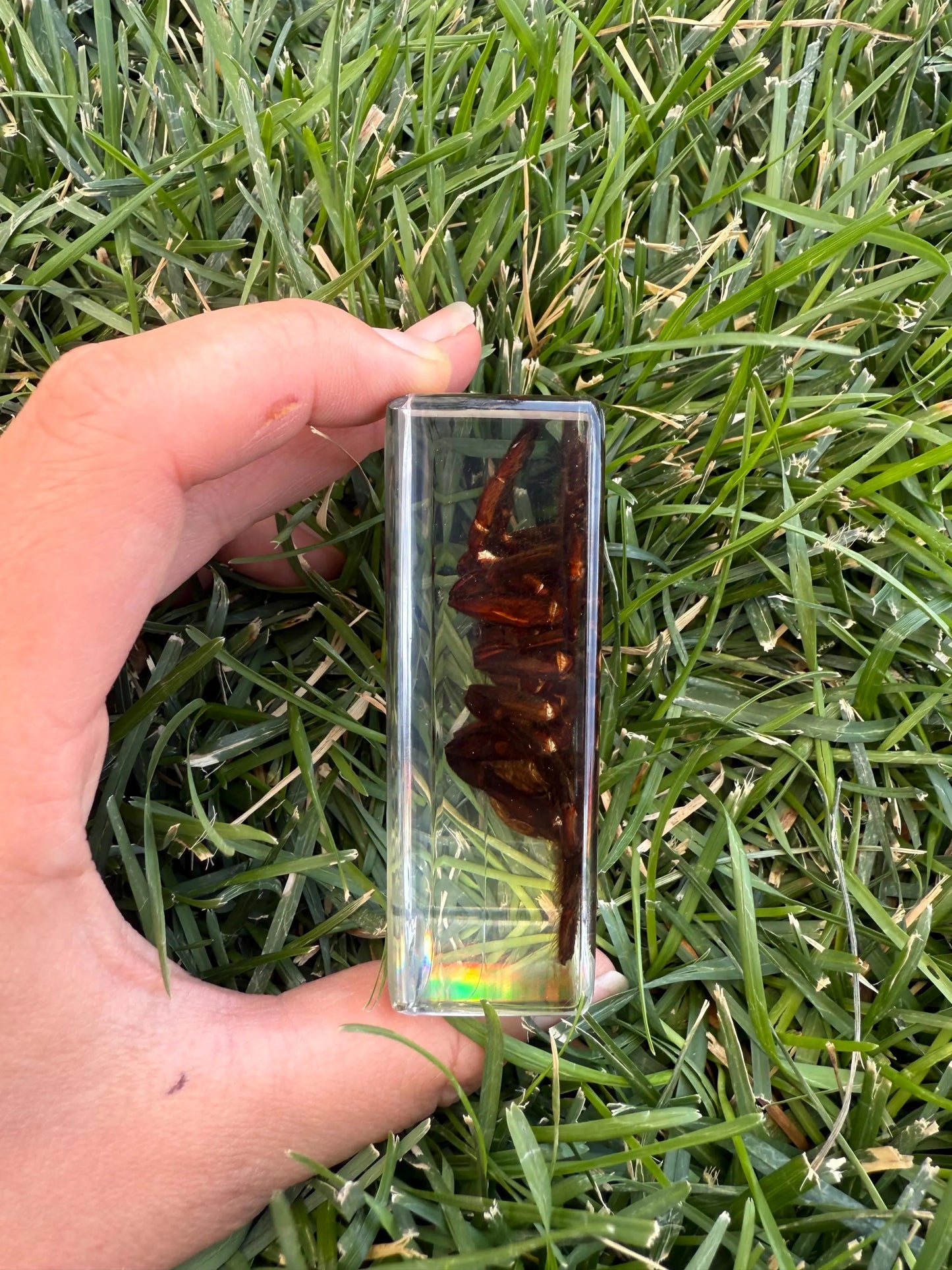 Real Preserved Tarantula in Clear Resin Display Block