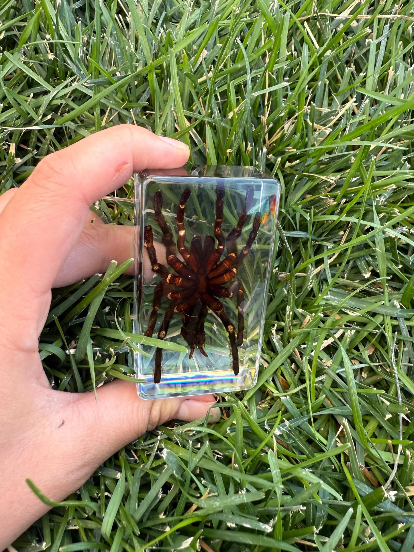 Real Preserved Tarantula in Clear Resin Display Block