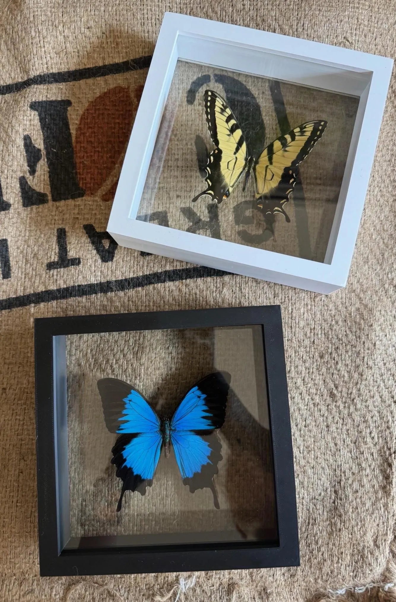 DOUBLE GLASS Shadow box Frames, FRAME ONLY Insect and Butterfly Display Floating Frame