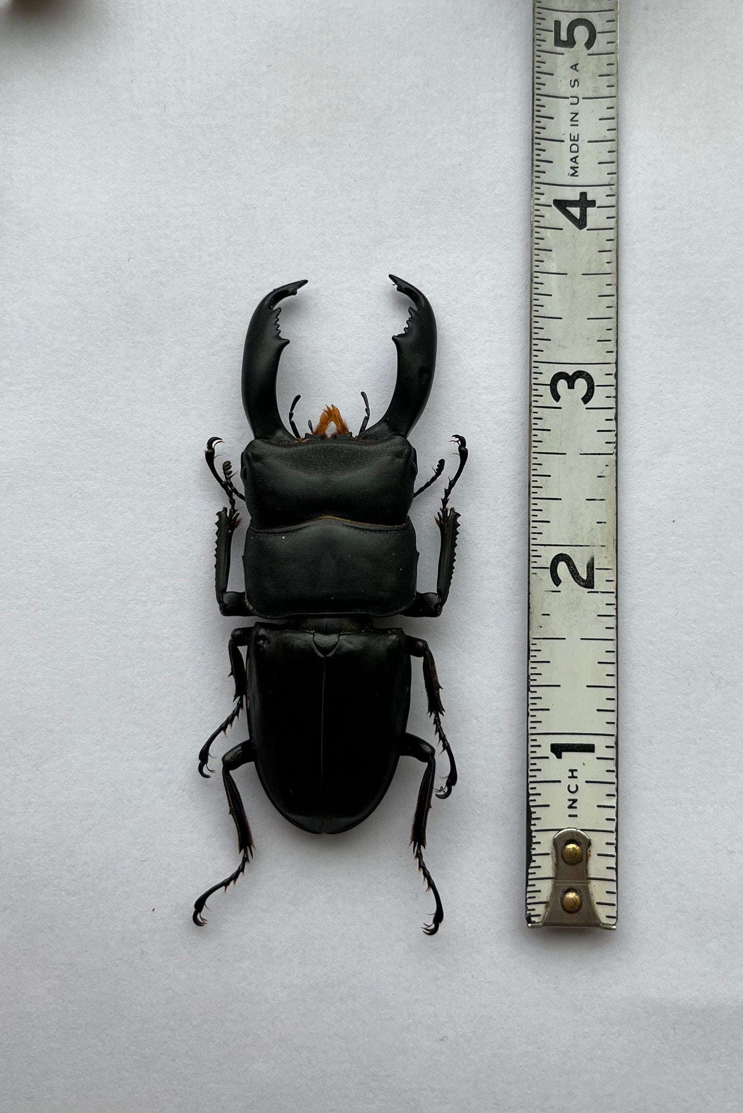 HUGE Stag Beetle Dorcus titanus typhon 70mm+ - Little Caterpillar Art Little Caterpillar Art