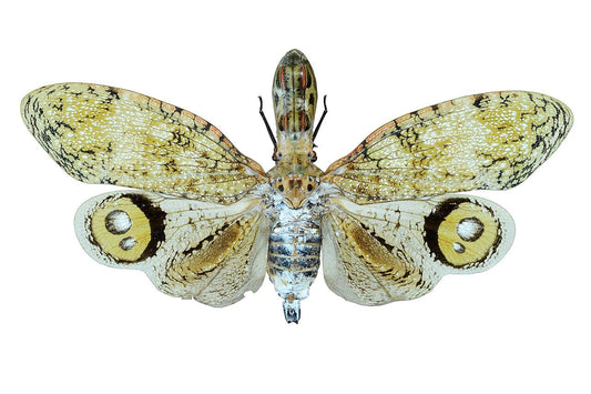 Real Peanut-Head Lanternfly, 'Alligator Bug', Fulgora laternaria, WINGS CLOSED