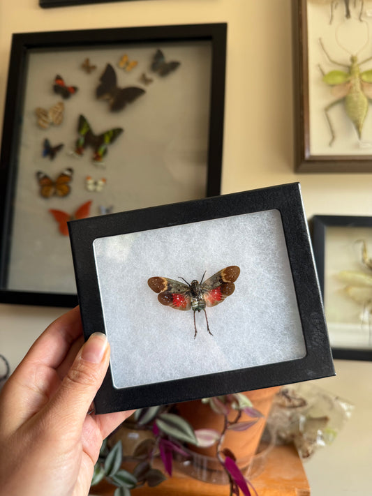 Penthicodes farinosa Lanternfly in a Riker Mount Frame