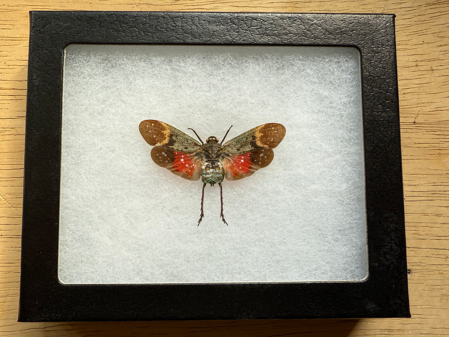 Penthicodes farinosa Lanternfly in a Riker Mount Frame