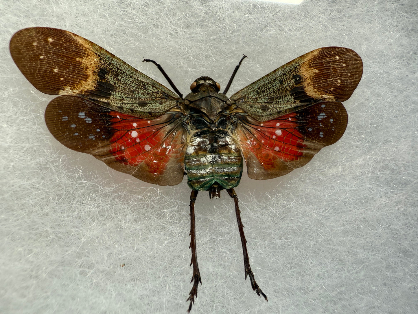 Penthicodes farinosa Lanternfly in a Riker Mount Frame