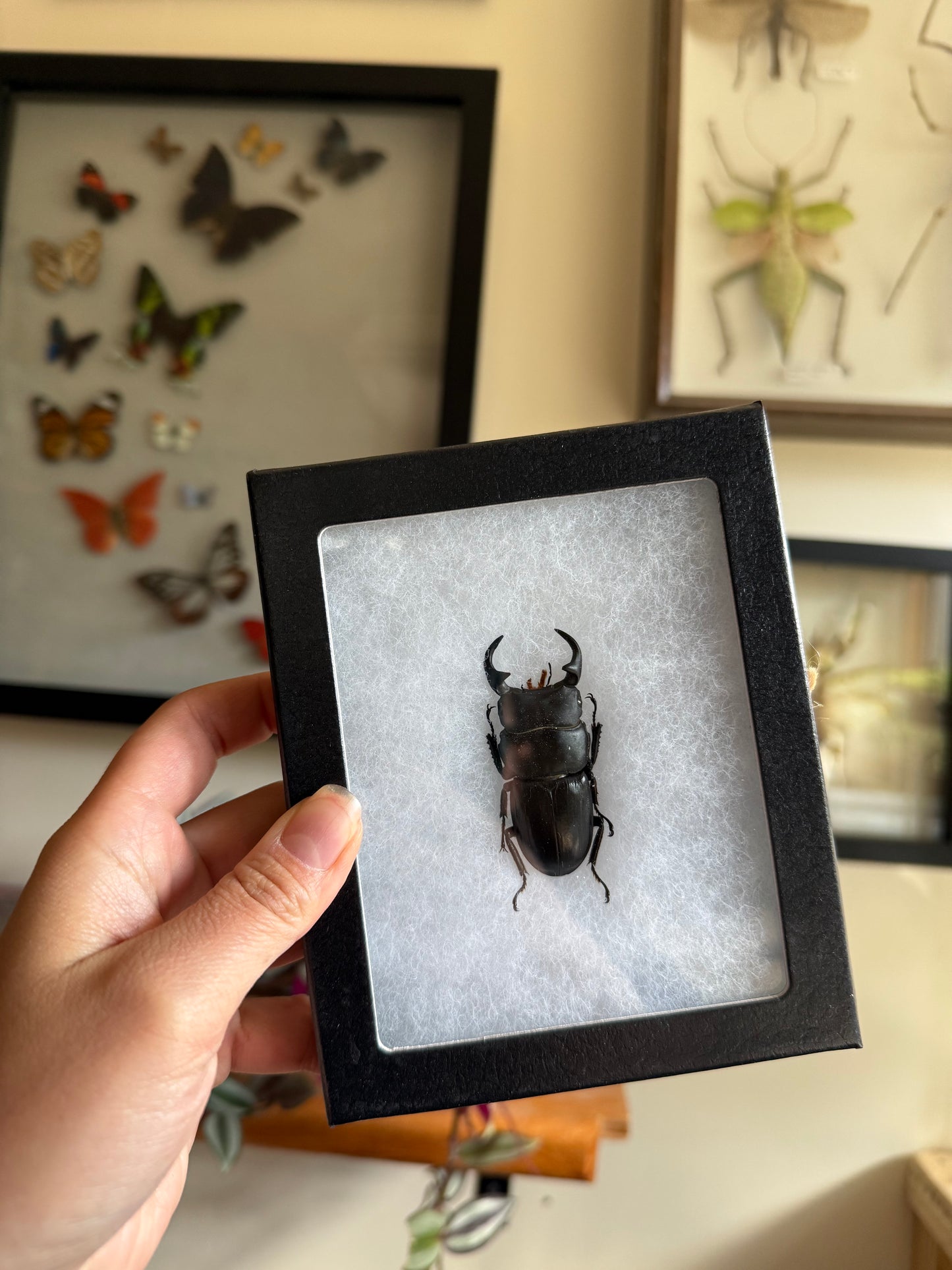 Dorcus Beetle in a Riker Mount Frame