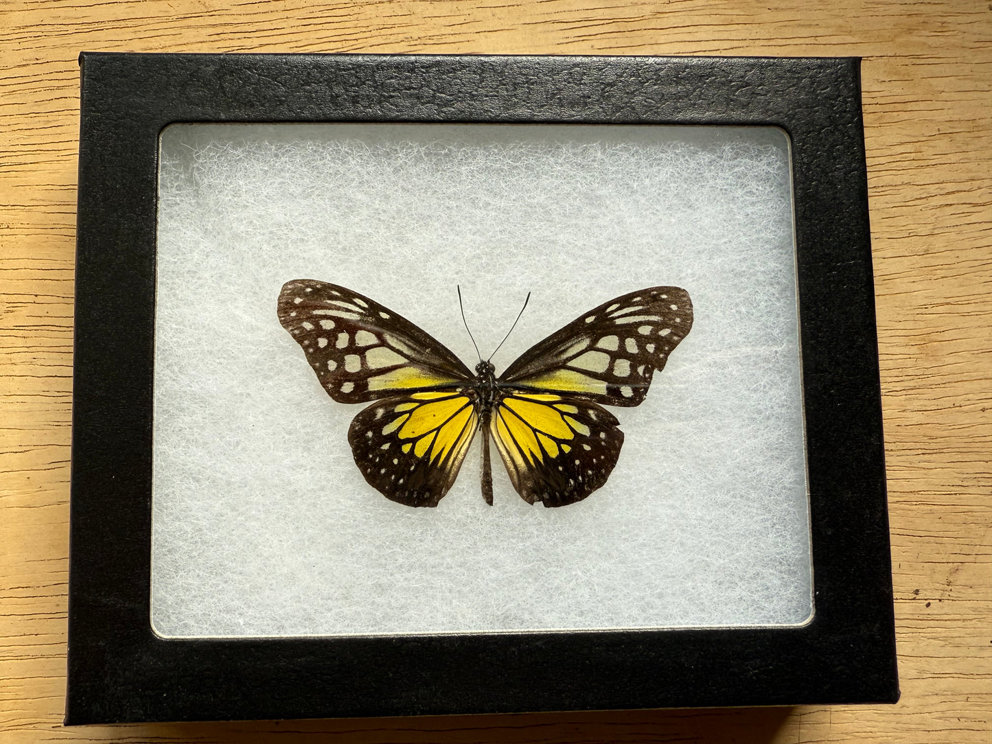 Parantica aspacia in Riker Mount Frame