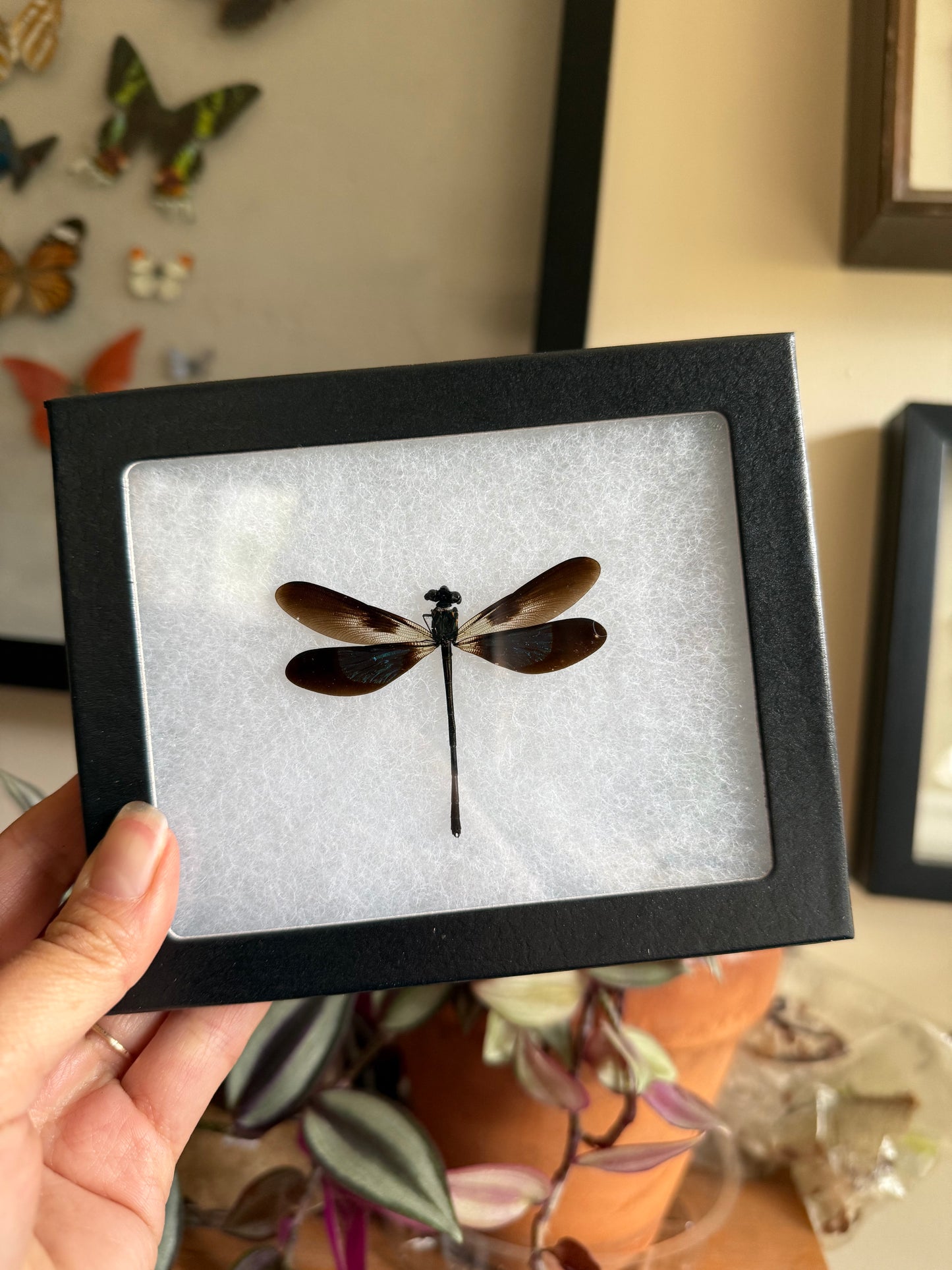 Euphaea variegata in Riker Mount Frame