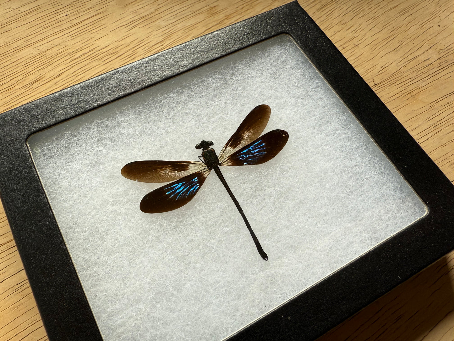 Euphaea variegata in Riker Mount Frame