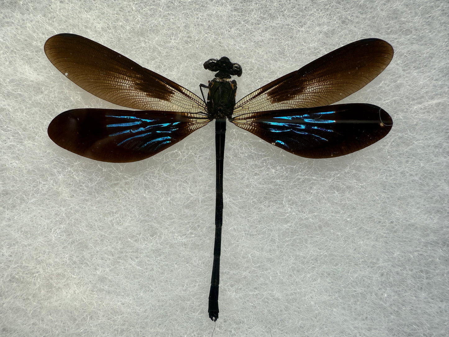 Euphaea variegata in Riker Mount Frame